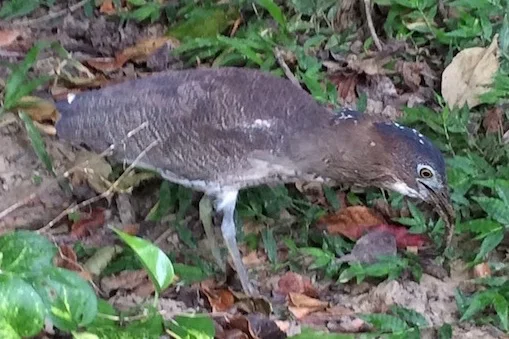 Malaysian NIght Heron foraging in the brush
