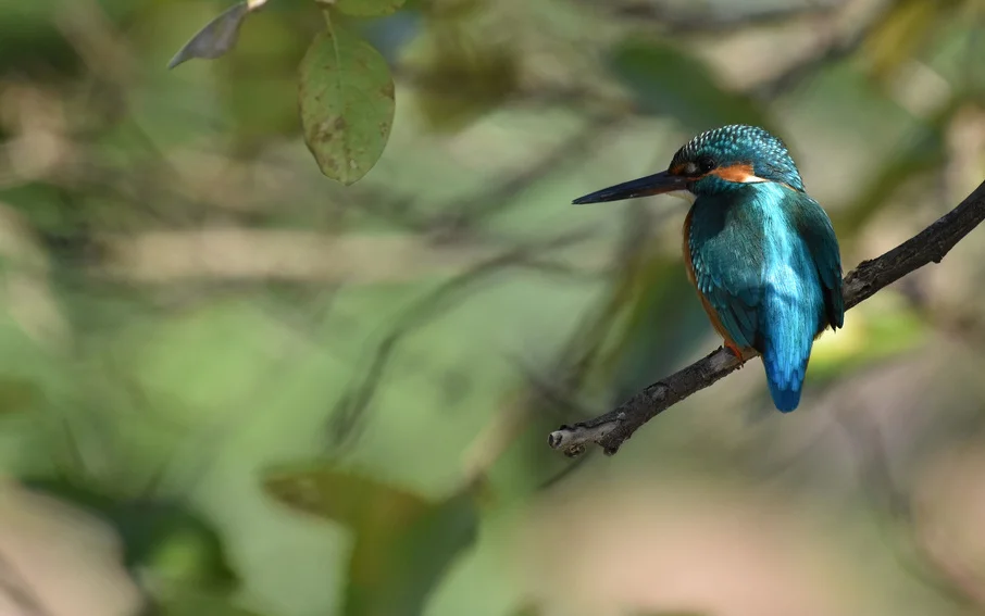 Tiny Kingfisher in Taipei (photo by Joey Chiu)