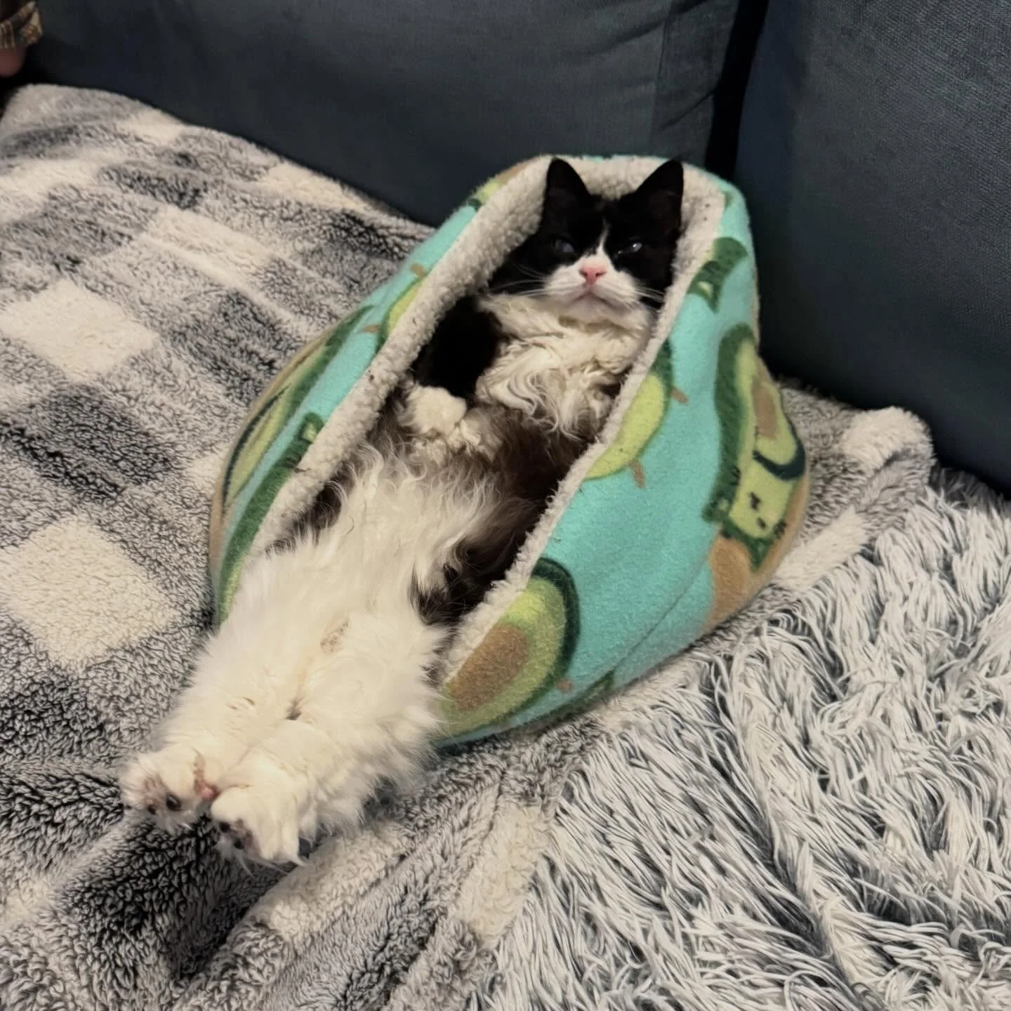 Pheebs, my primo-goblin.