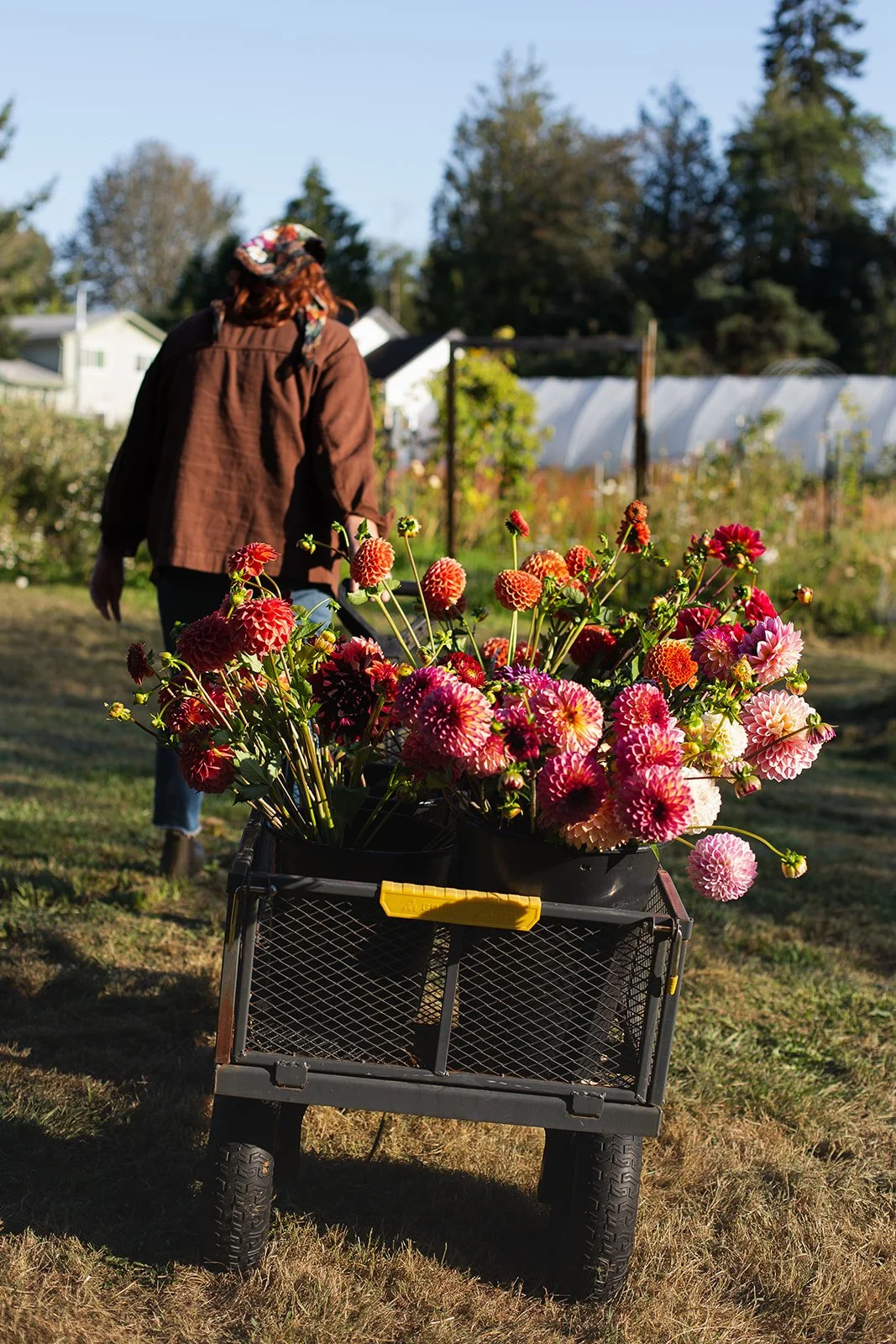 A woman pushing a cart filled with pink and orange dahlias in a garden.