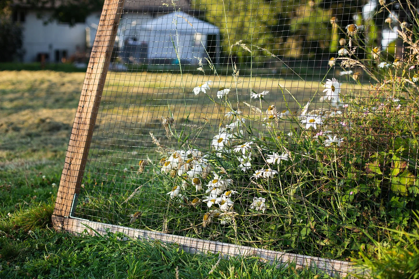 A garden scene with a wooden-frame wire mesh fence in the foreground, covering white daisies with yellow centers and tall grass, a grassy yard, and a white building with a rounded metal roof in the background.