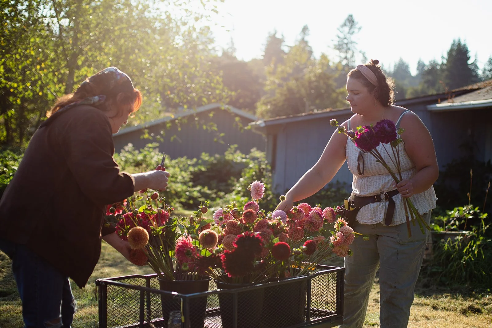 Two women arranging flowers in a garden during sunset, with trees and a building in the background.
