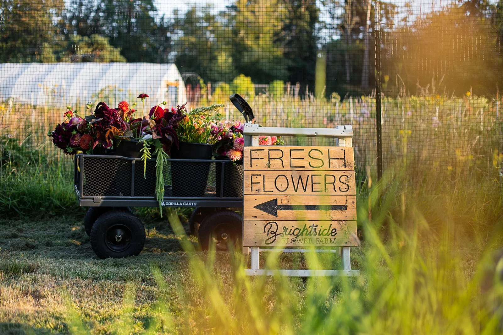 A small cart filled with colorful flowers next to a wooden sign that reads "Fresh Flowers" with an arrow pointing left, at a flower farm.
