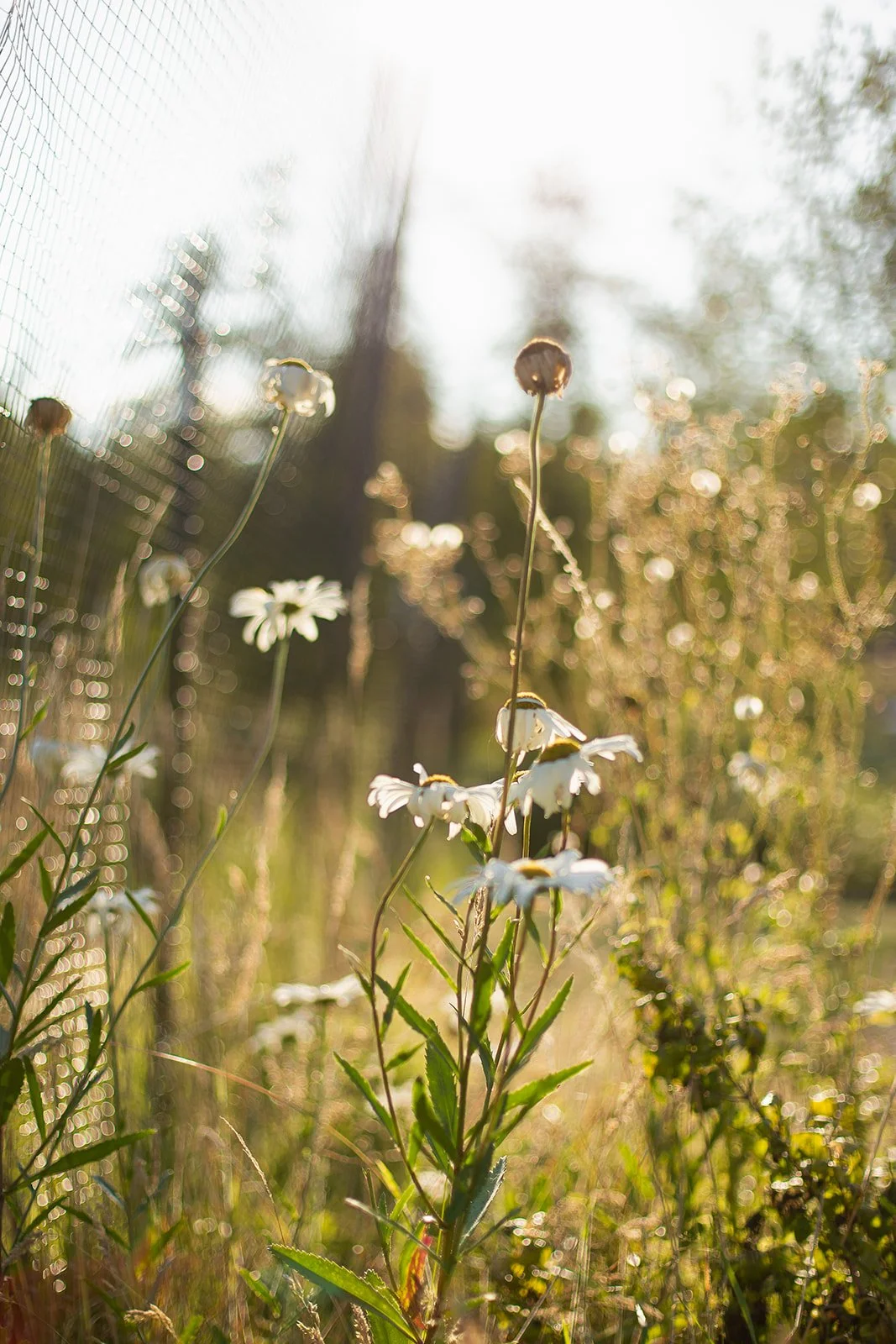 Close-up of white daisies growing in a field with sunlight shining through, creating a bokeh background.