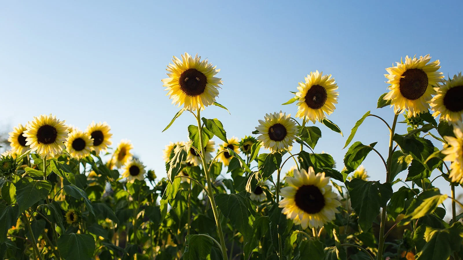 Sunflowers growing in a field against a clear blue sky.