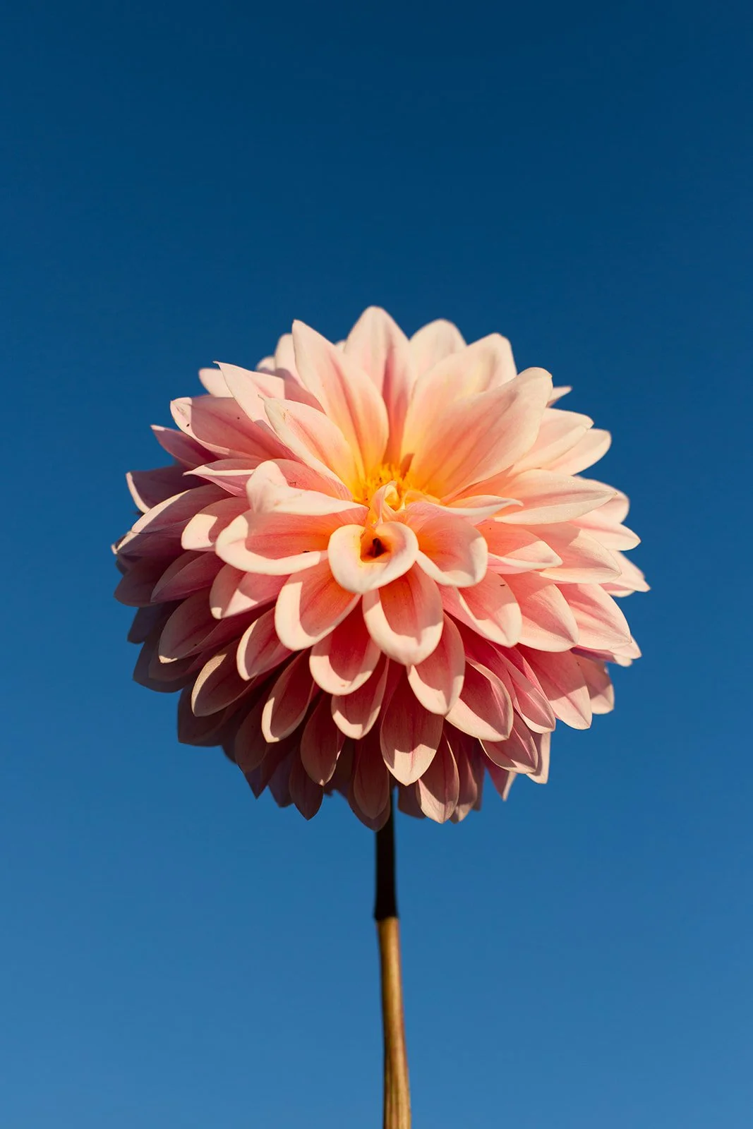 Close-up of a large pink dahlia flower with layered petals against a clear blue sky.