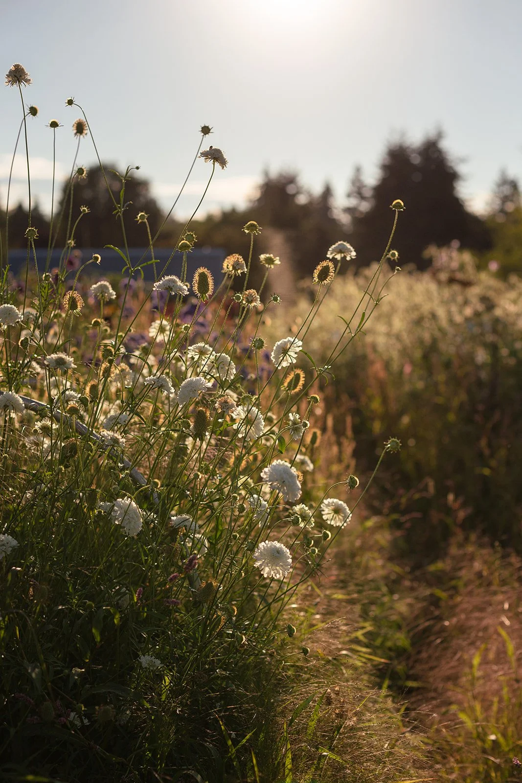 A field of white and purple wildflowers illuminated by sunlight, with trees in the background and a clear sky.