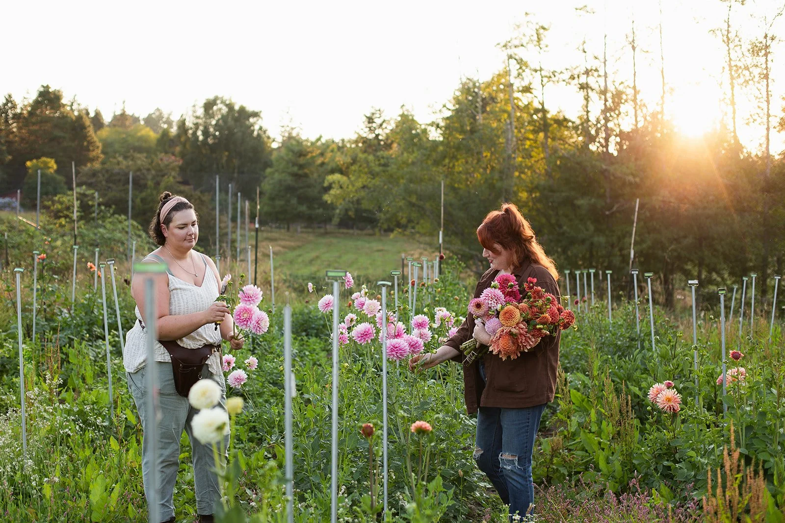 Two women pick flowers in a garden during sunset, with trees and a fence in the background.