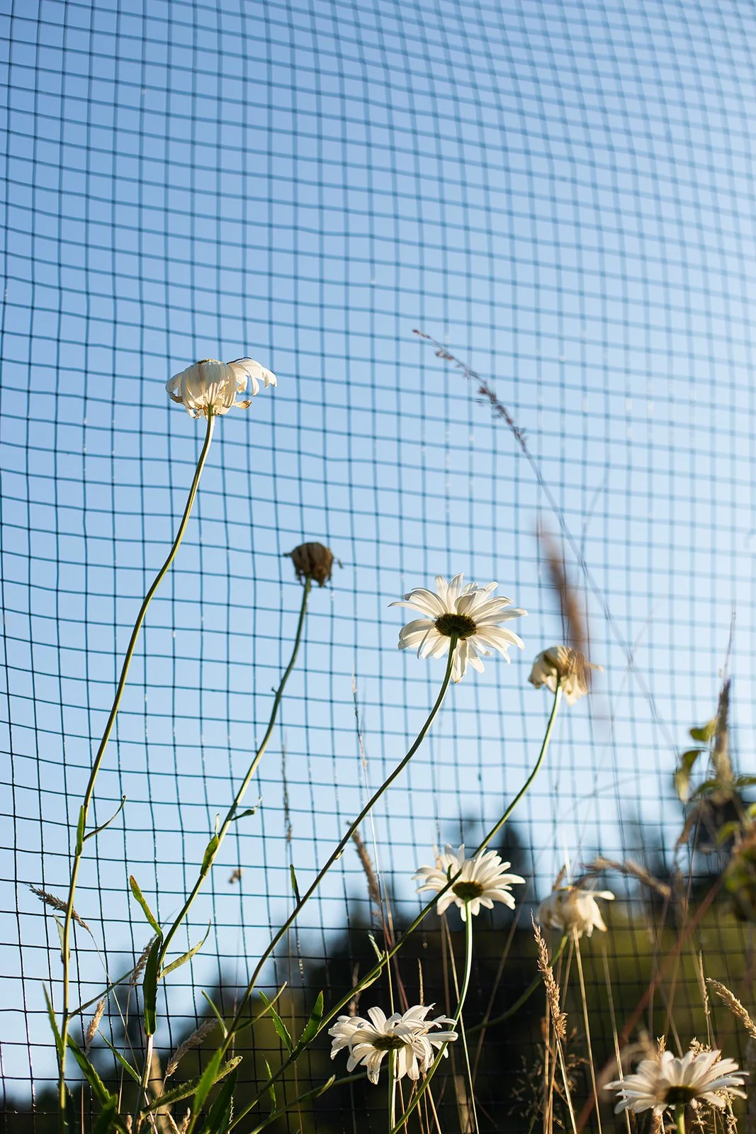 White daisies growing against a wire mesh fence with a clear blue sky in the background