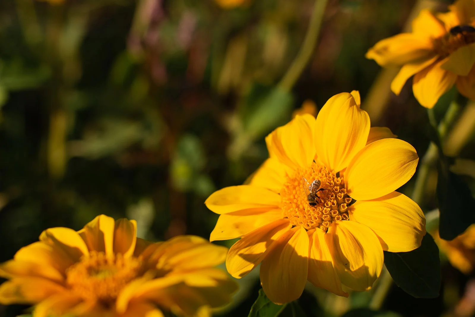 Close-up of a bright yellow flower with a bee on its center, surrounded by other yellow flowers and green foliage.