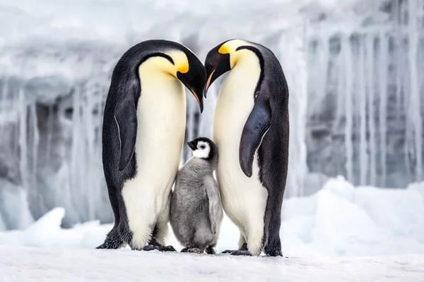 Photographer: Paul Nicklen