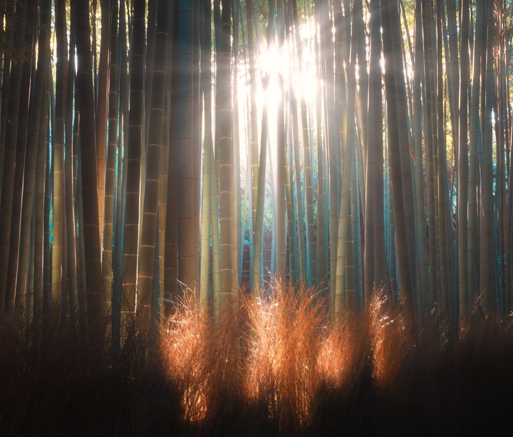 ARASHIYAMA BAMBOO.jpg