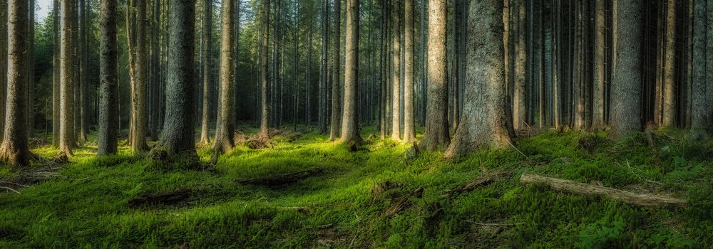 POKLJUKA PINES_DSF8424-Pano-PROCESSED.jpg