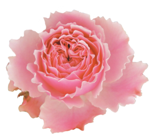 Eine-Blume-für-gute-Werbung.png