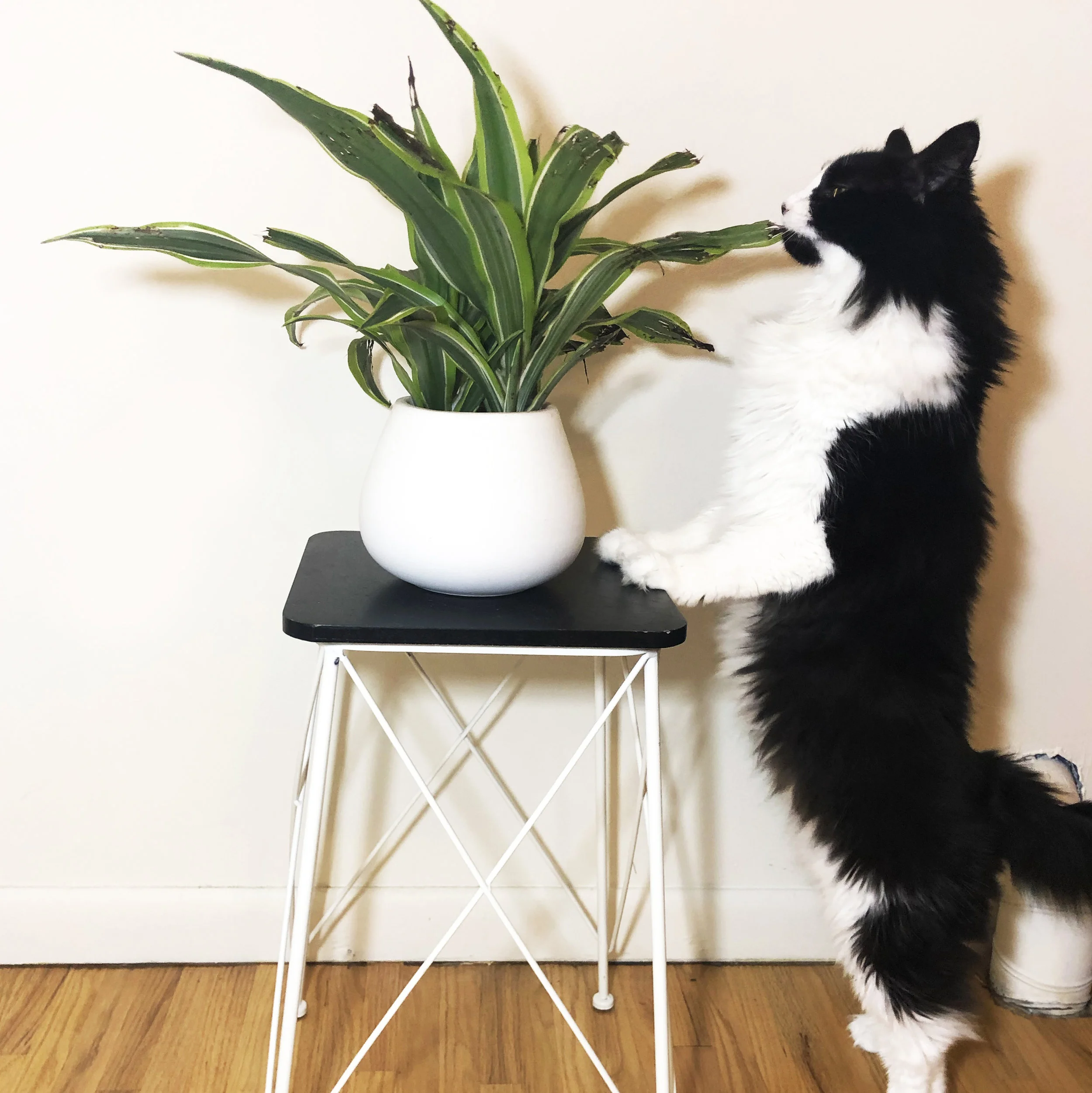 I got a cat safe 🌱and both are still alive.