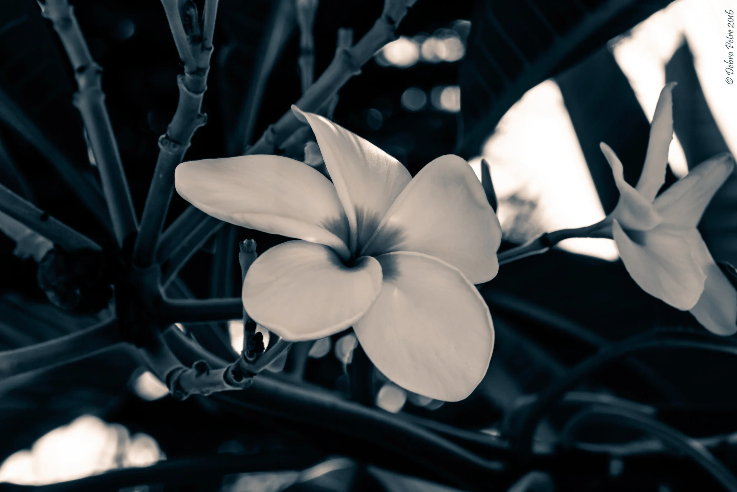 frangipani2016_vintageblue_cropIII.jpg