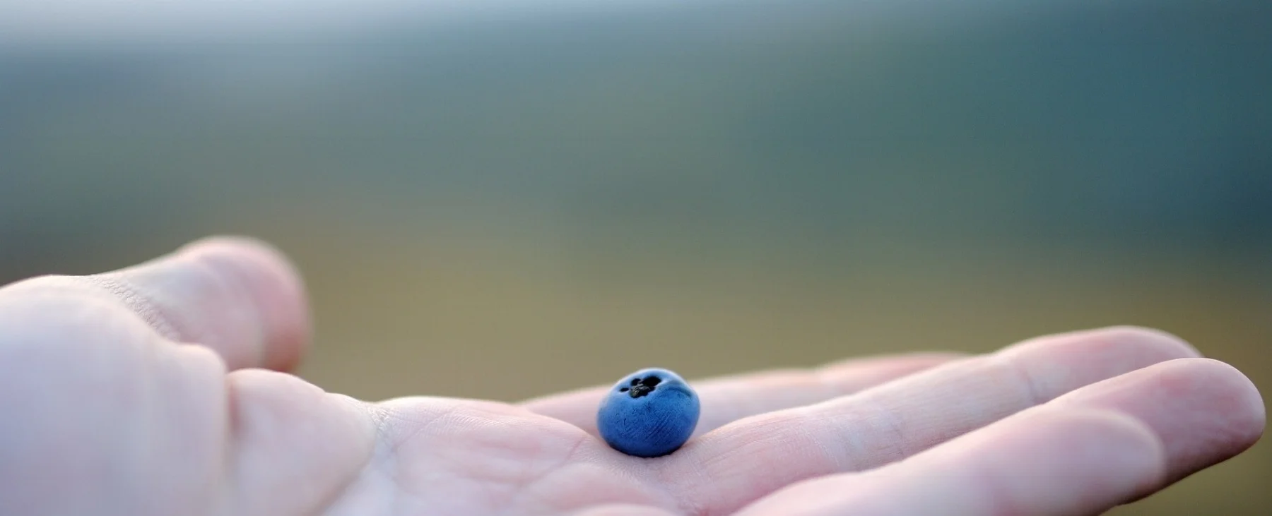 blueberry in hand.jpg