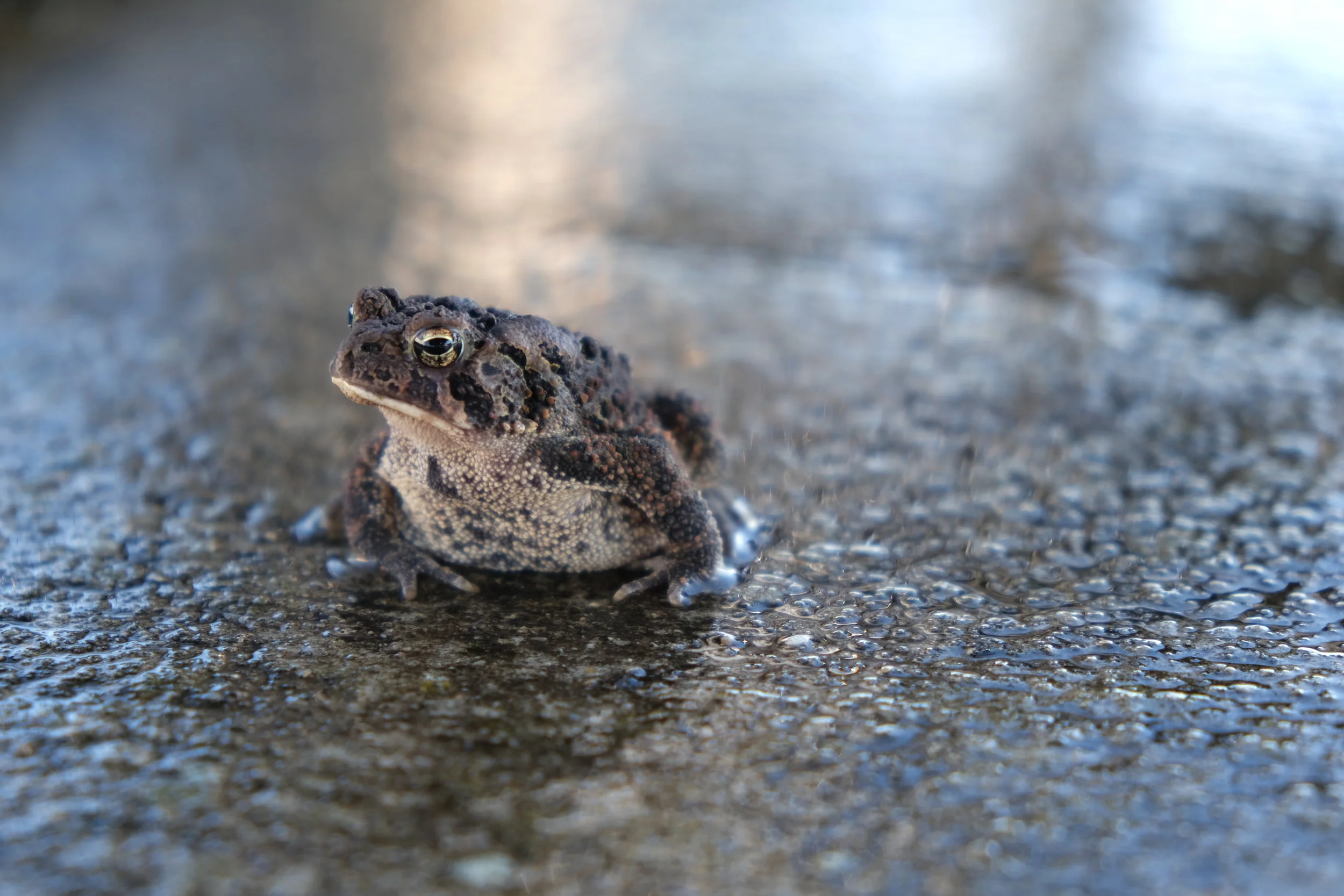 A Thousand Bloomin' Miles (USA Day 26)