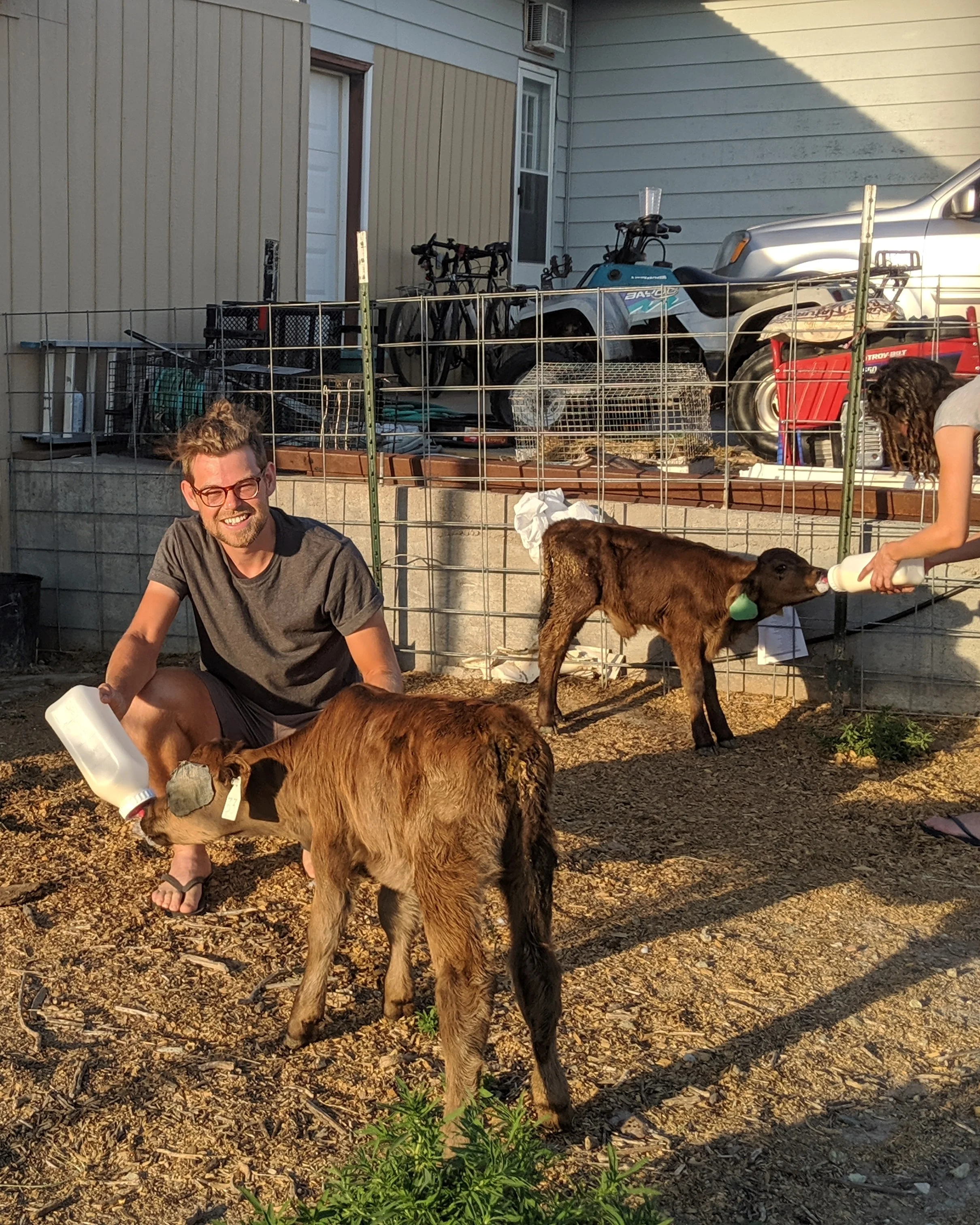 Pictured: two cows, plus Brownie and Bourbon