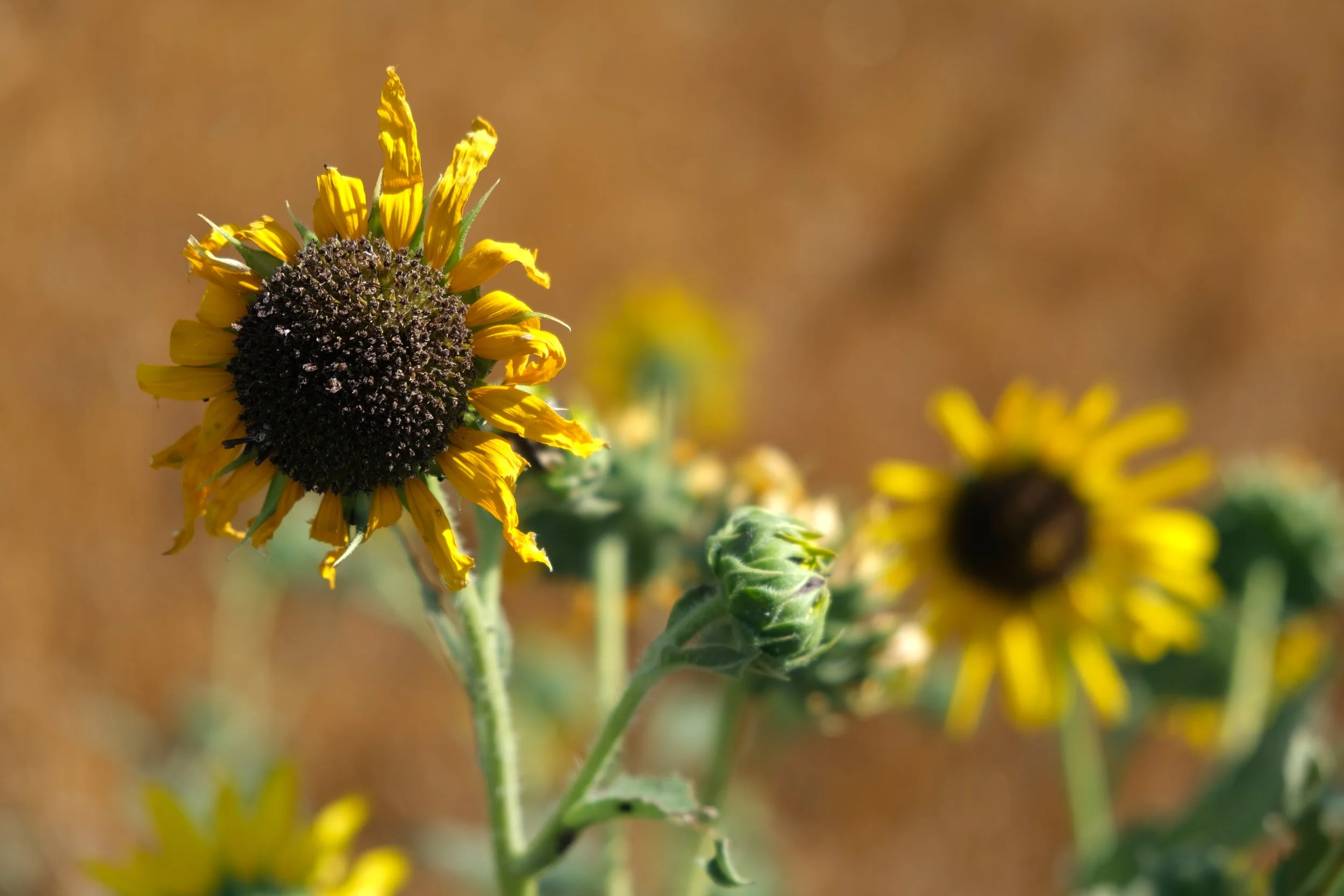 There are very few sunflowers in the Sunflower State