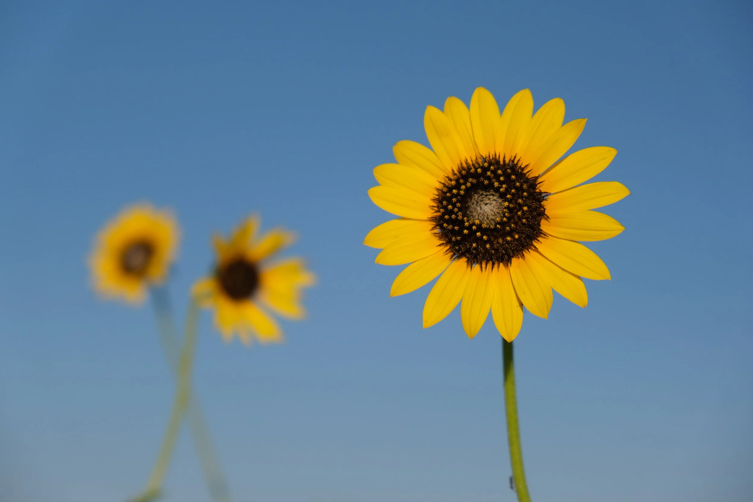 What Is The Melting Point of a Human? (USA Day 54)