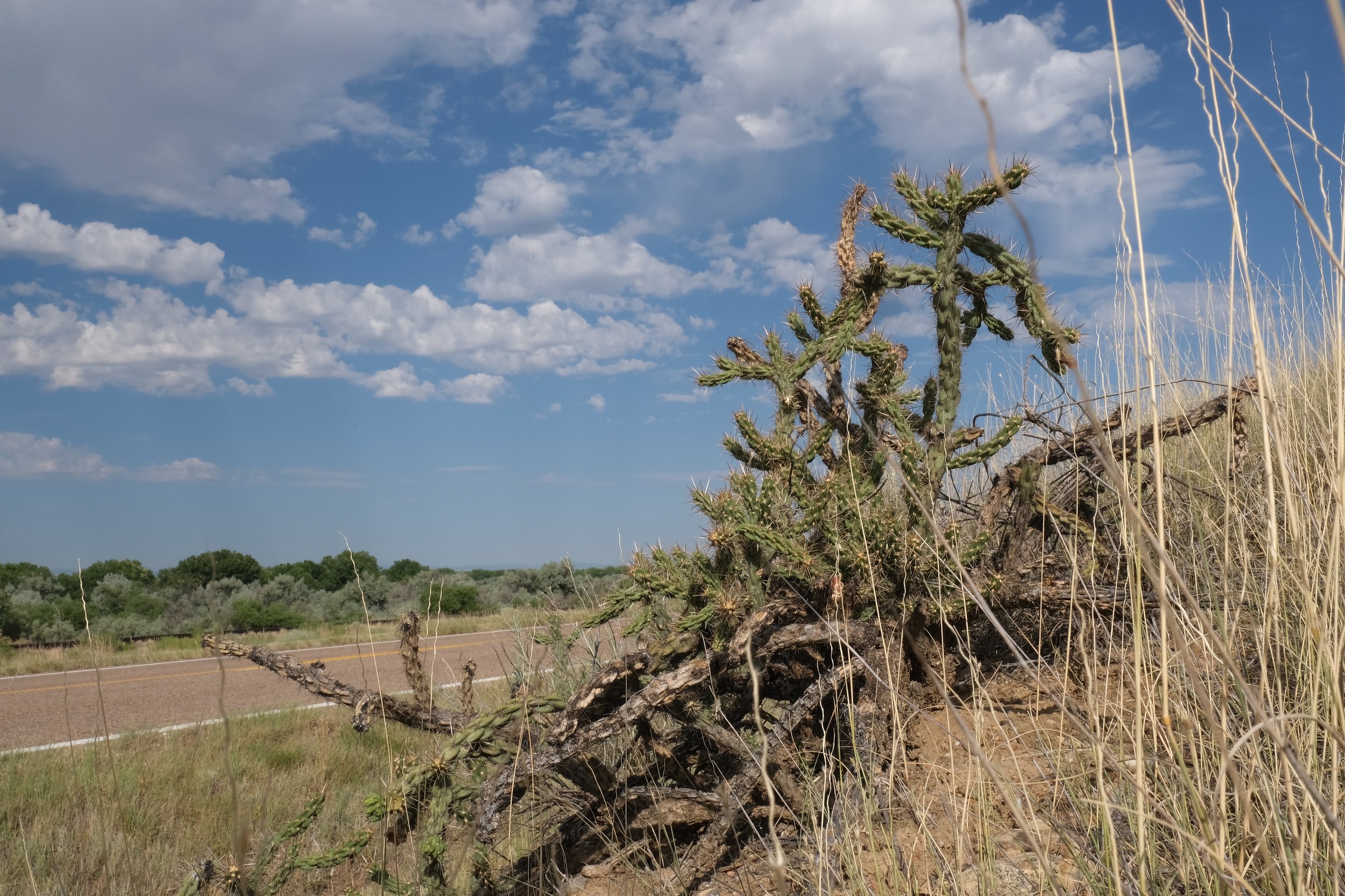 Big cactus