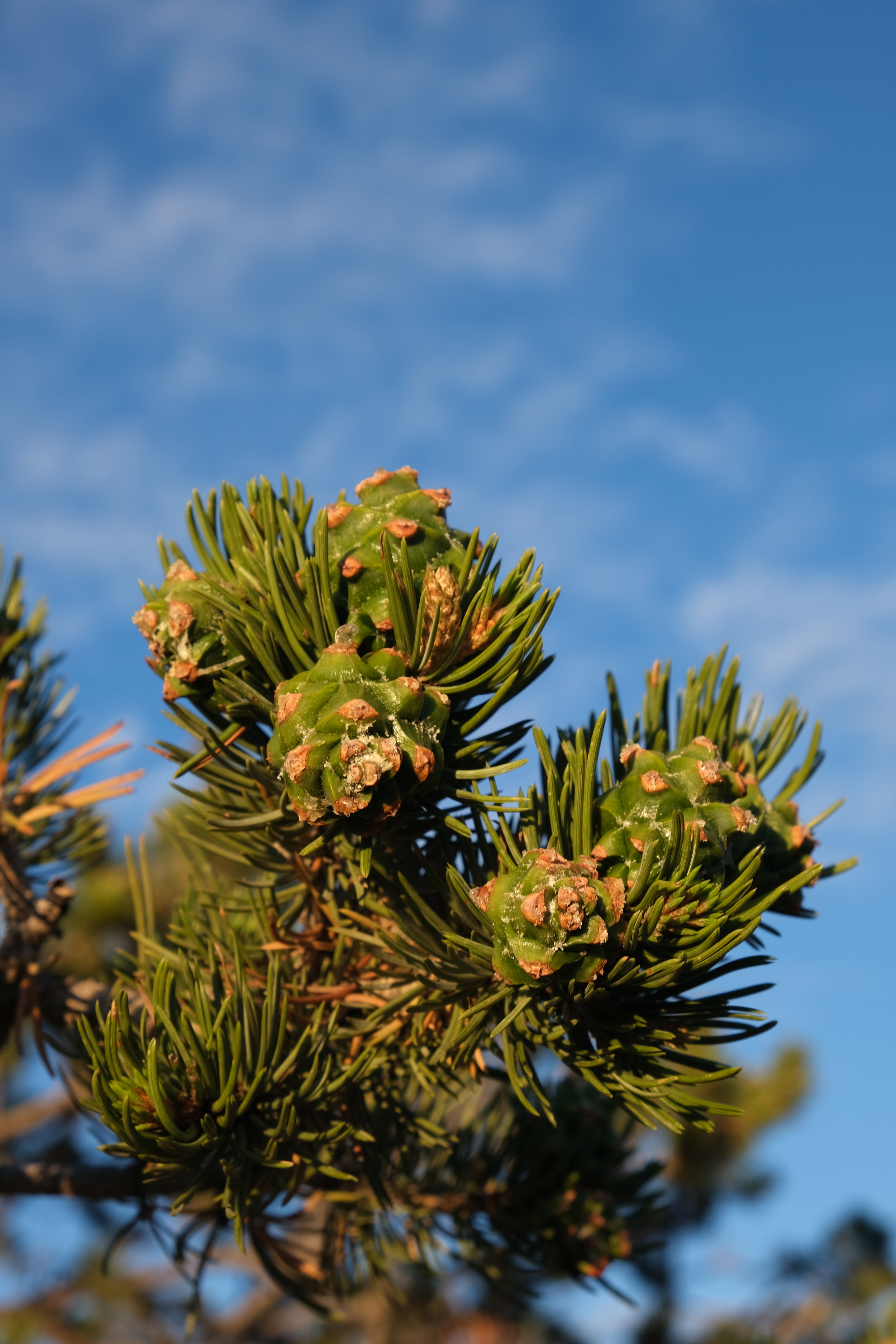 A scent of ascent