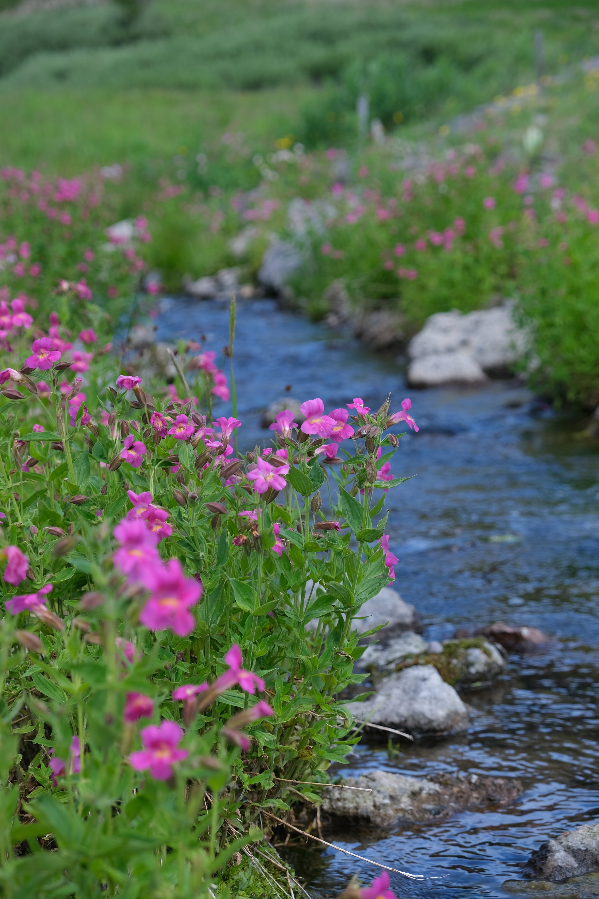Cor, Nice Tetons (USA Day 69)