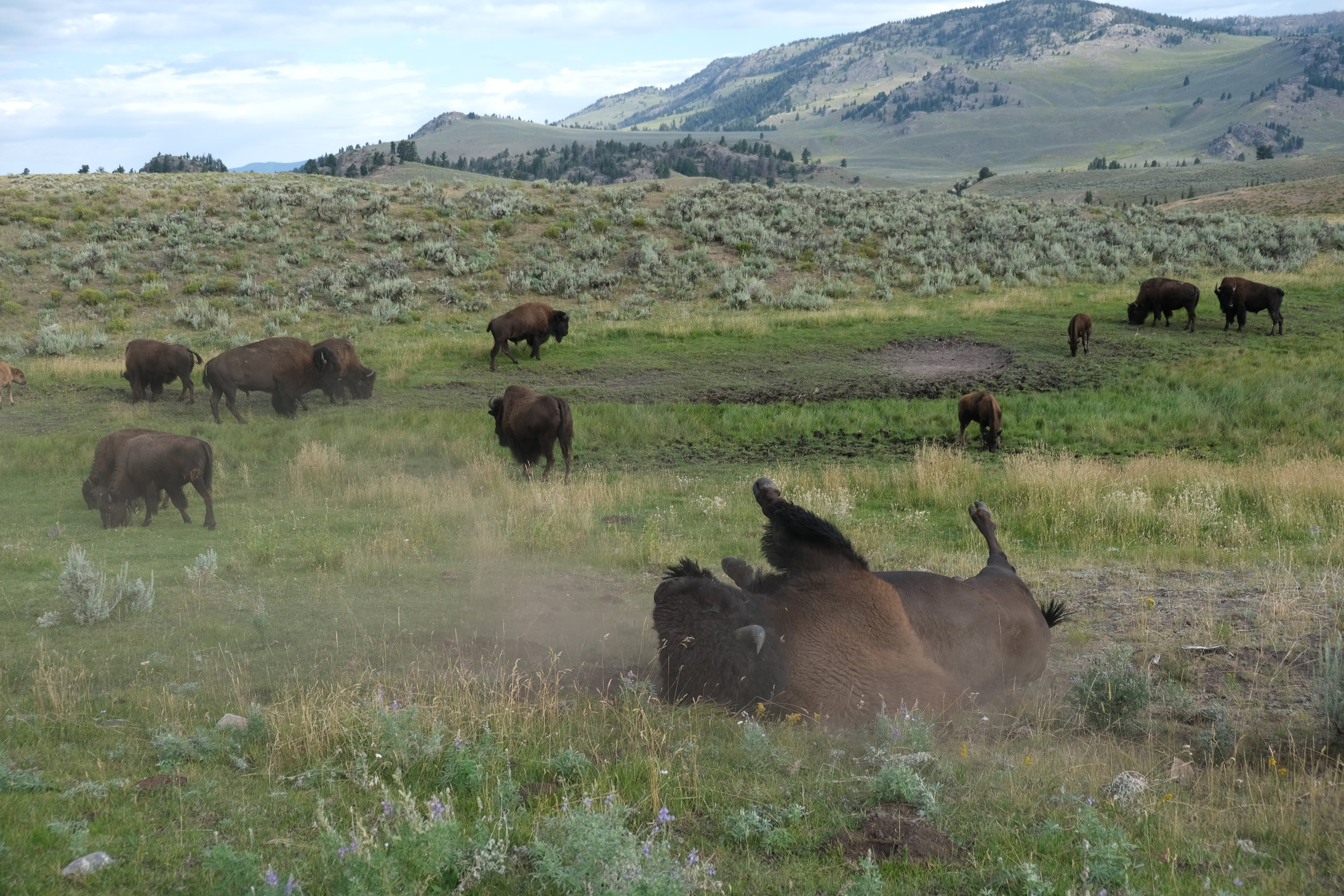 Extreme cow-tipping