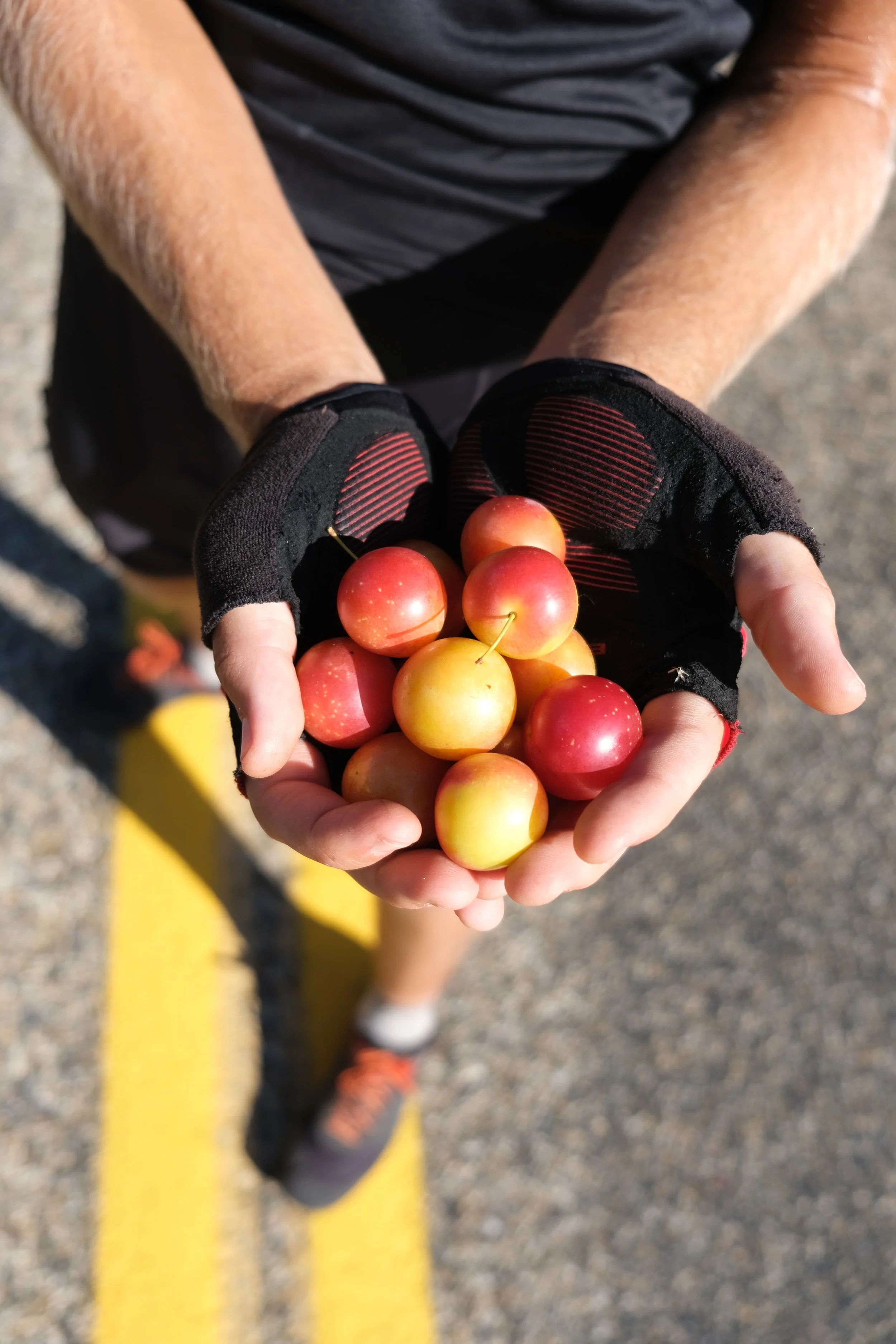 Plum Job (USA Day 89)