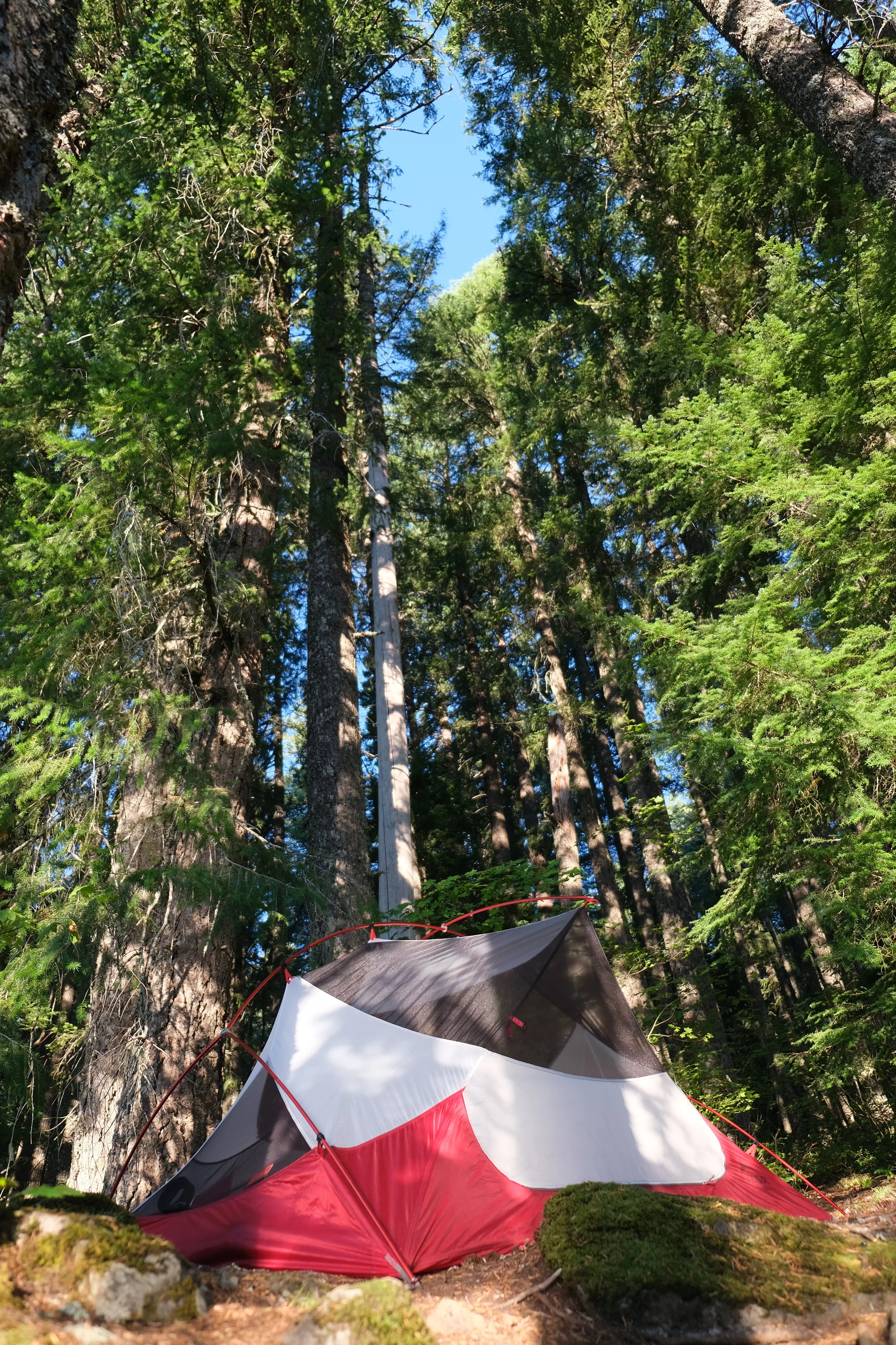 Forestbrisketforest (USA Day 97)