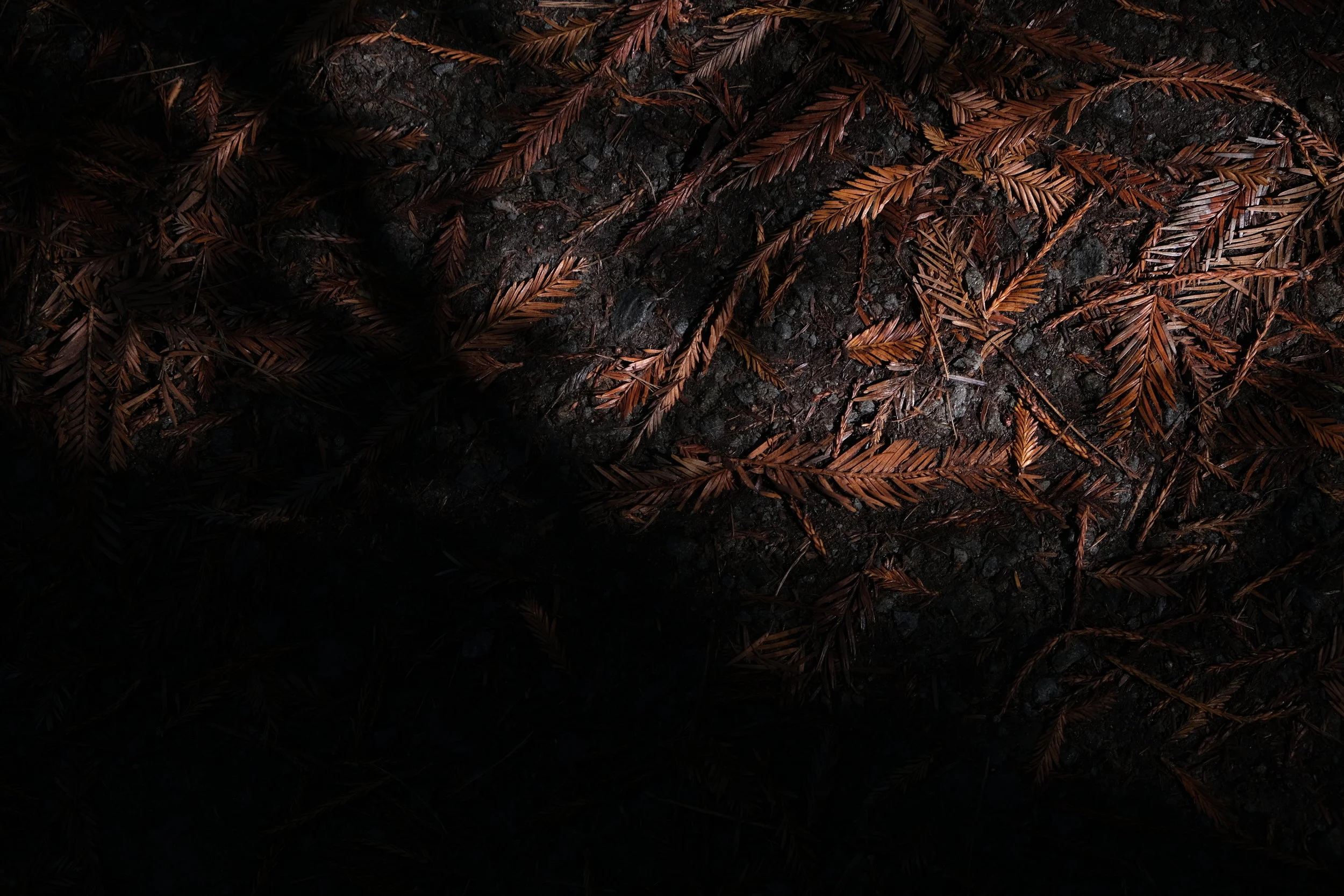 Redward Woodward (USA Day 117)