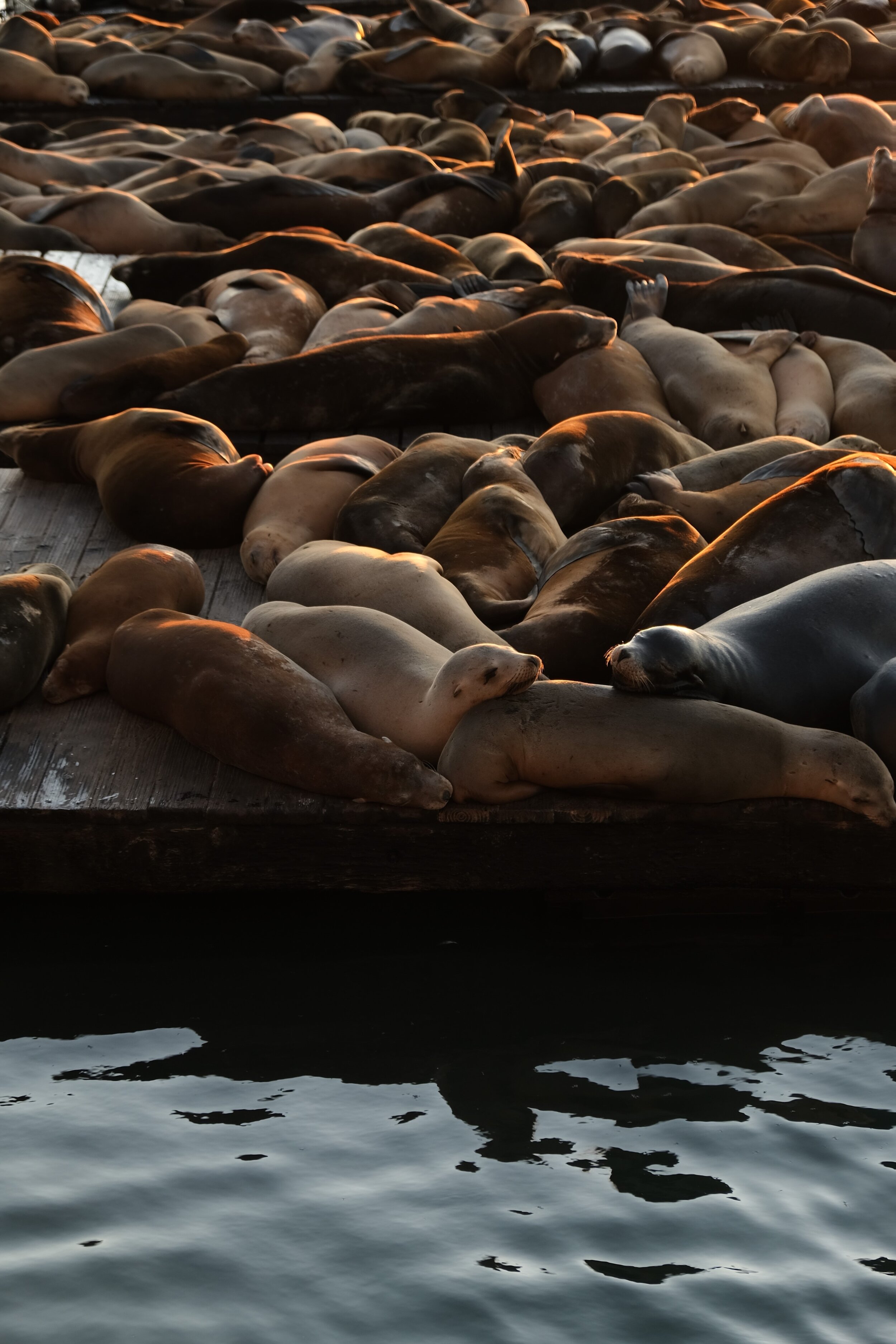 Even felons need sea lions