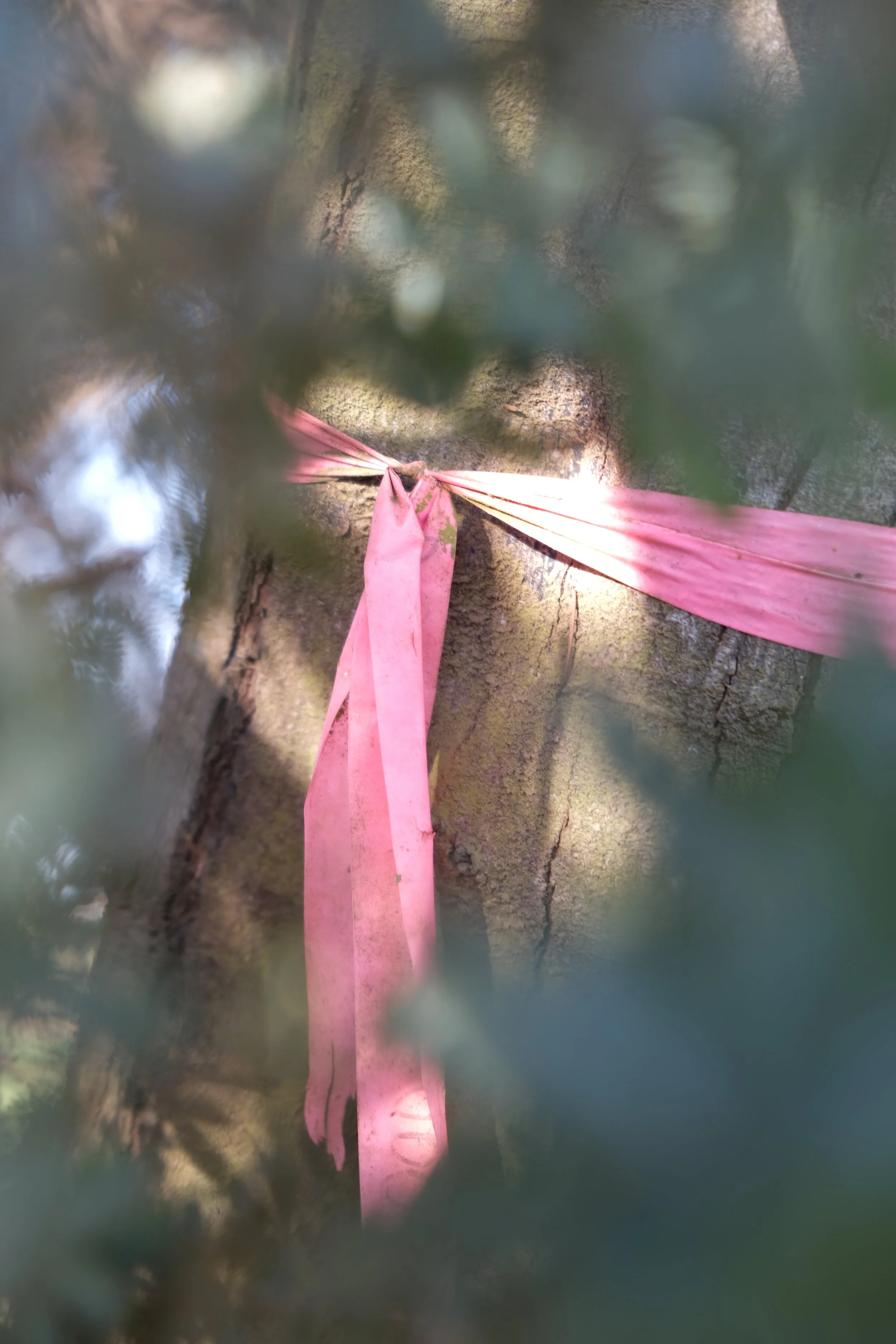 Taco Belle (USA Day 133)