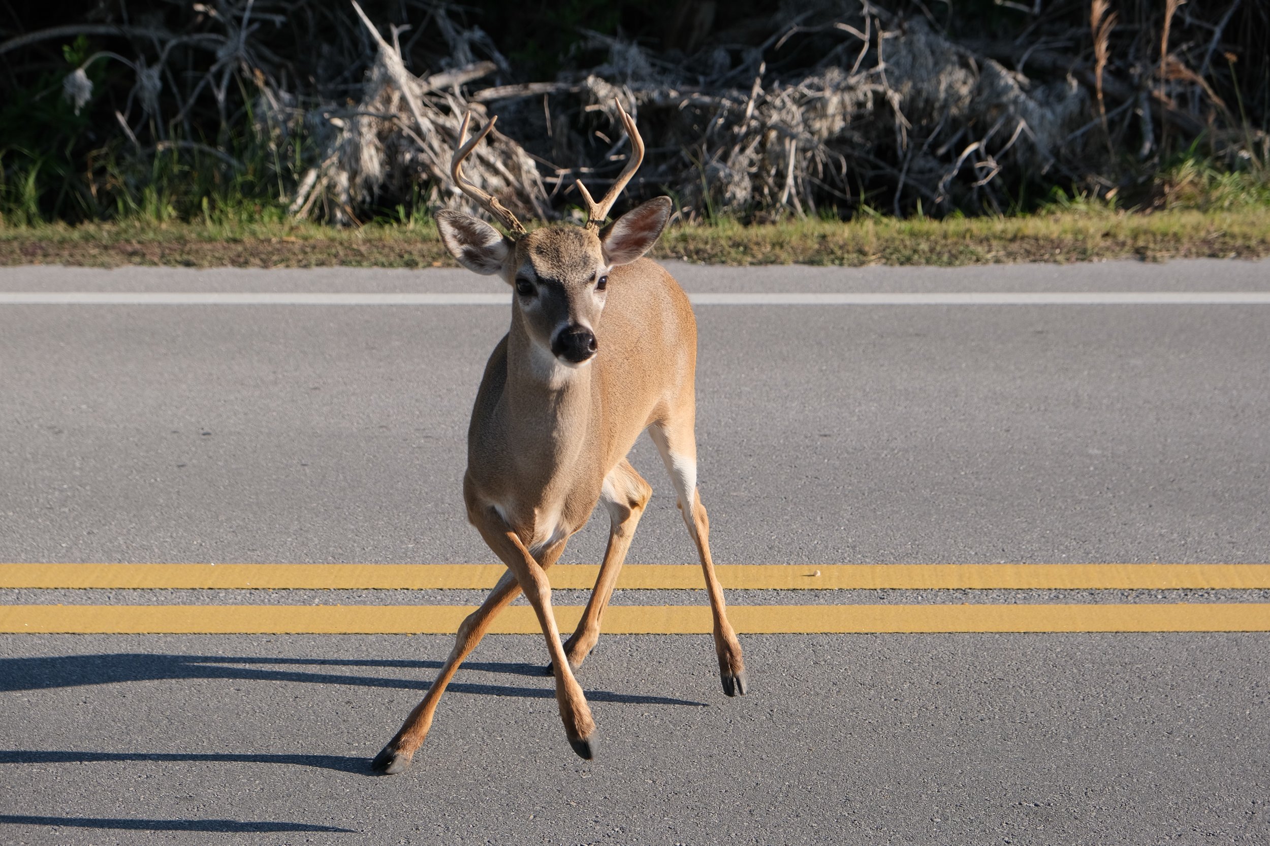 Let's Go To The Beach (Beach) (USA Day 176)