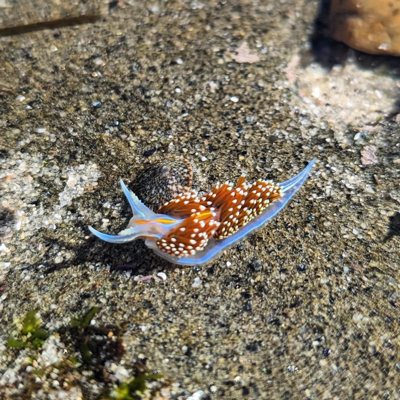 It's no joke, the tide pools have been amazing this year! Finding creatures like this opalescent nudibranch makes for a great spring break activity! 
.
.
.
#tide #pool #lowtide #nudibranch #seaslug #tidepools #sandiego #california #adventure #familyf