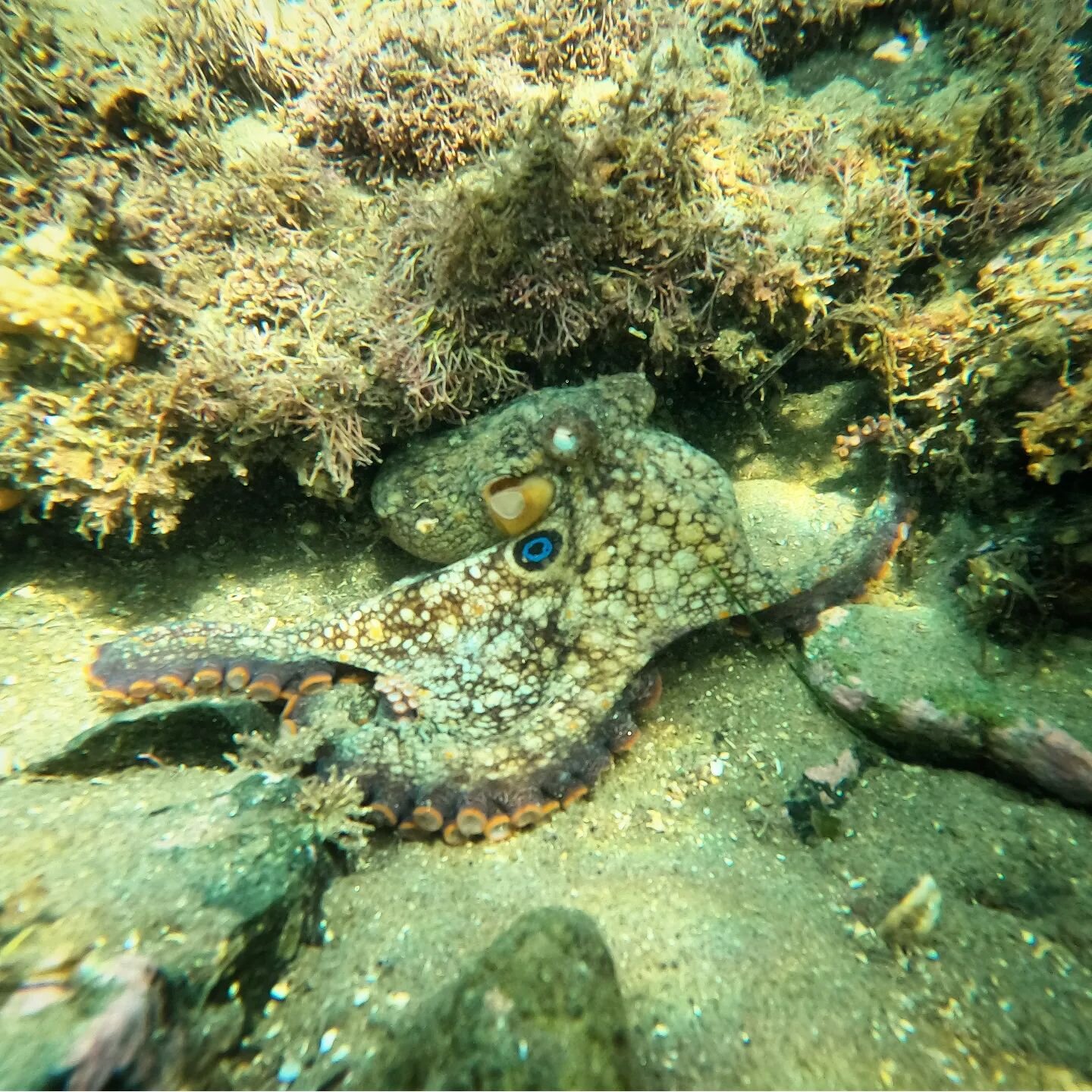 Having a great time in the water with our octopus friends! Come join us for a snorkel!
.
.
.
#snorkel #sandiego #california #octopus #twospot #invertebrate #nature #travel #animals #adventure #marinebiology