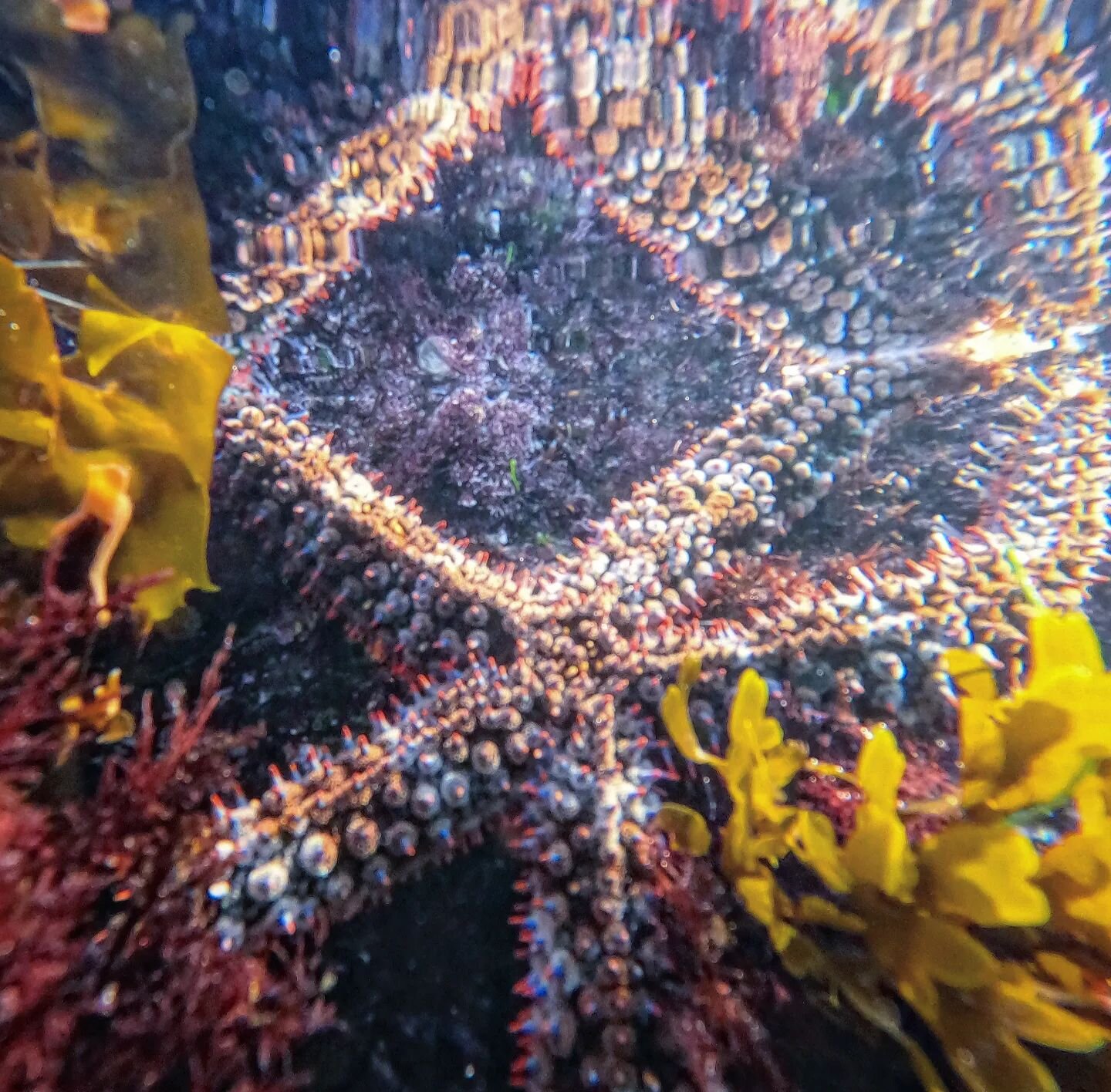 These critters are our tide pool &quot;stars!&quot; Fragile rainbow stars can be fairly big compared to other tide pool animals, so be on the lookout!
.
.
.
#seastar #starfish #tidepools #lowtide #california #southerncalifornia #sandiego #nature #exp
