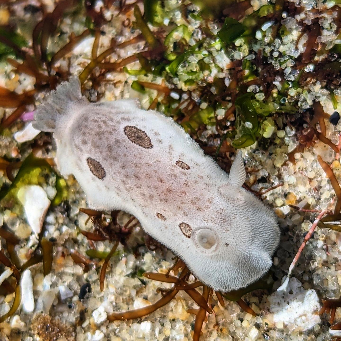 This spring are observing lots of amazing animals in the tide pools, including this San Diego dorid! A type of sea slug, this little critter was less than an inch long!
.
.
.
#seaslug #dorid #nudibranch #tidepool #lowtide #invertebrate #marinebiology