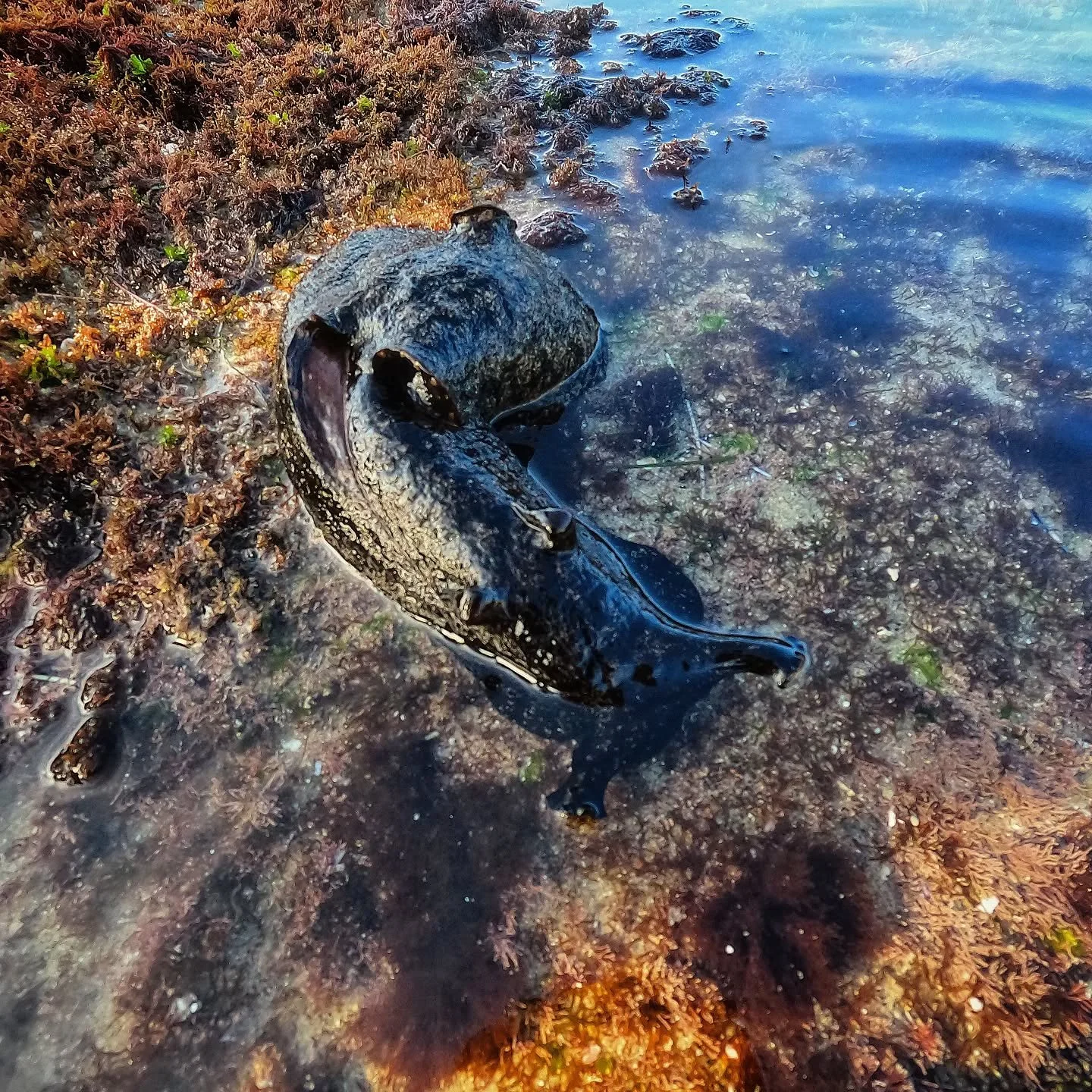 King low tides mean finding more amazing creatures like this sea hare (a type of large sea slug)! Lots of chances to explore San Diego's beautiful tidal areas this winter and into 2025!
.
.
.
#lowtide #tidepool #california #seahare #seaslug #marinebi