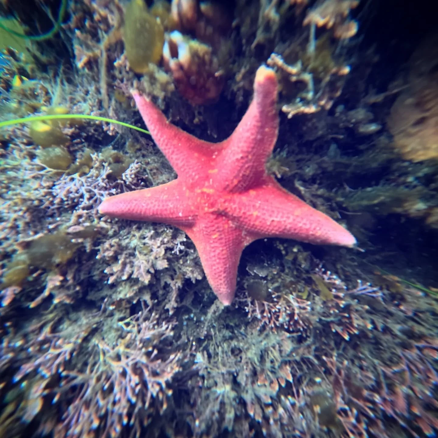 This star doesn't sit on top of a tree! The water is cold, but this month we've had some awesome snorkel encounters with sea stars, urchins, and octopus! Happy holidays!
.
.
.
#snorkel #seastar #batstar #starfish #nature #outdoors #adventure #califor