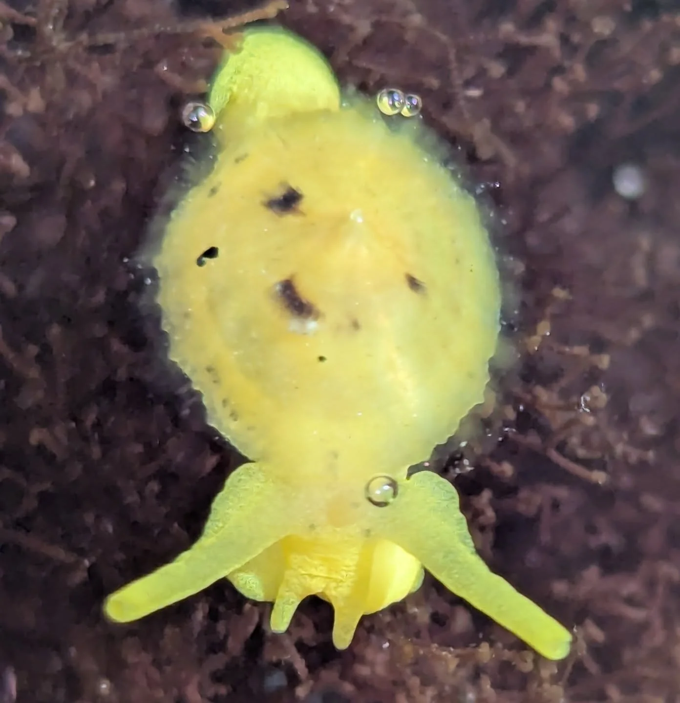 Check out this cool critter! This is a yellow umbrella slug; we tend to find them a lot as we approach spring. They are very small so keep an eye out for them the next time you go tide pooling!
.
.
.
#tidepool #sandiego #california #adventure #travel