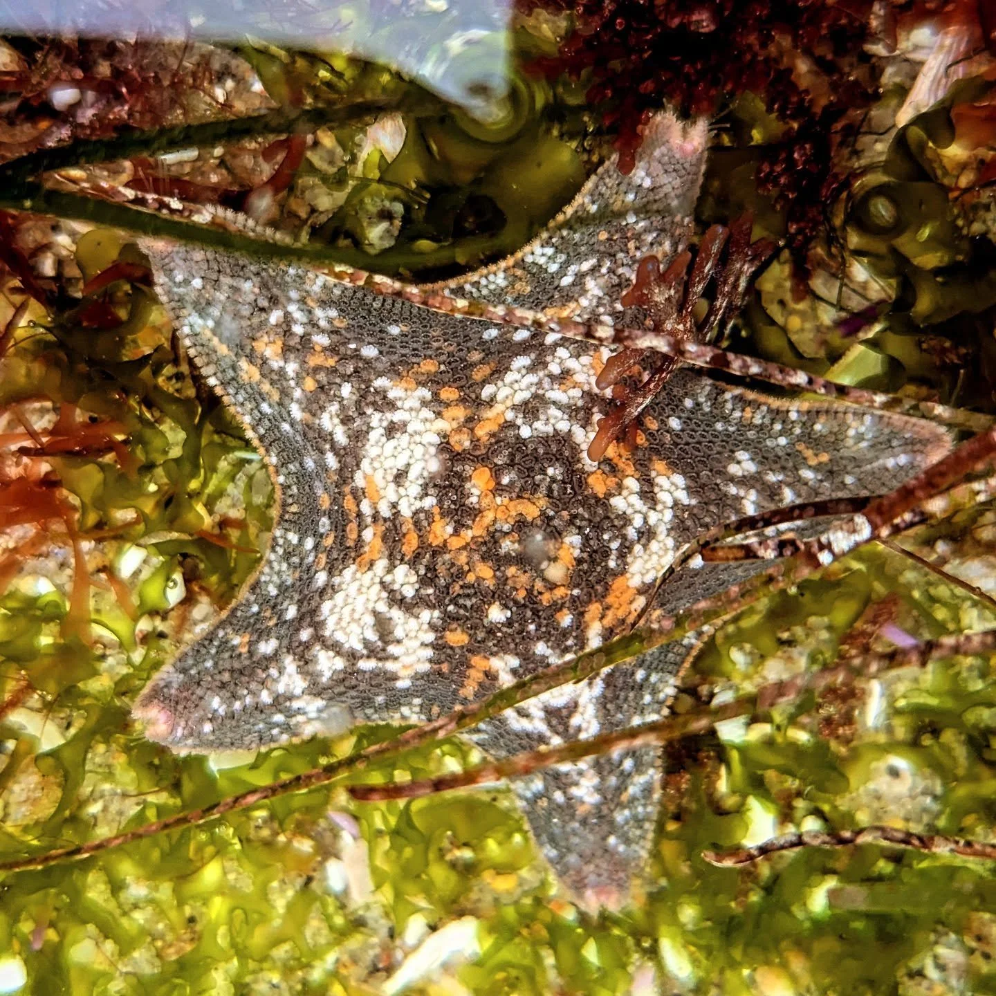 Another small but cool find in the tide pools recently! This is a bat star, a type of sea star. Typically these invertebrates have a solid orange color, but bat stars can have some color and pattern variety. 
.
.
.
#tidepools #lowtide #seastar #batst