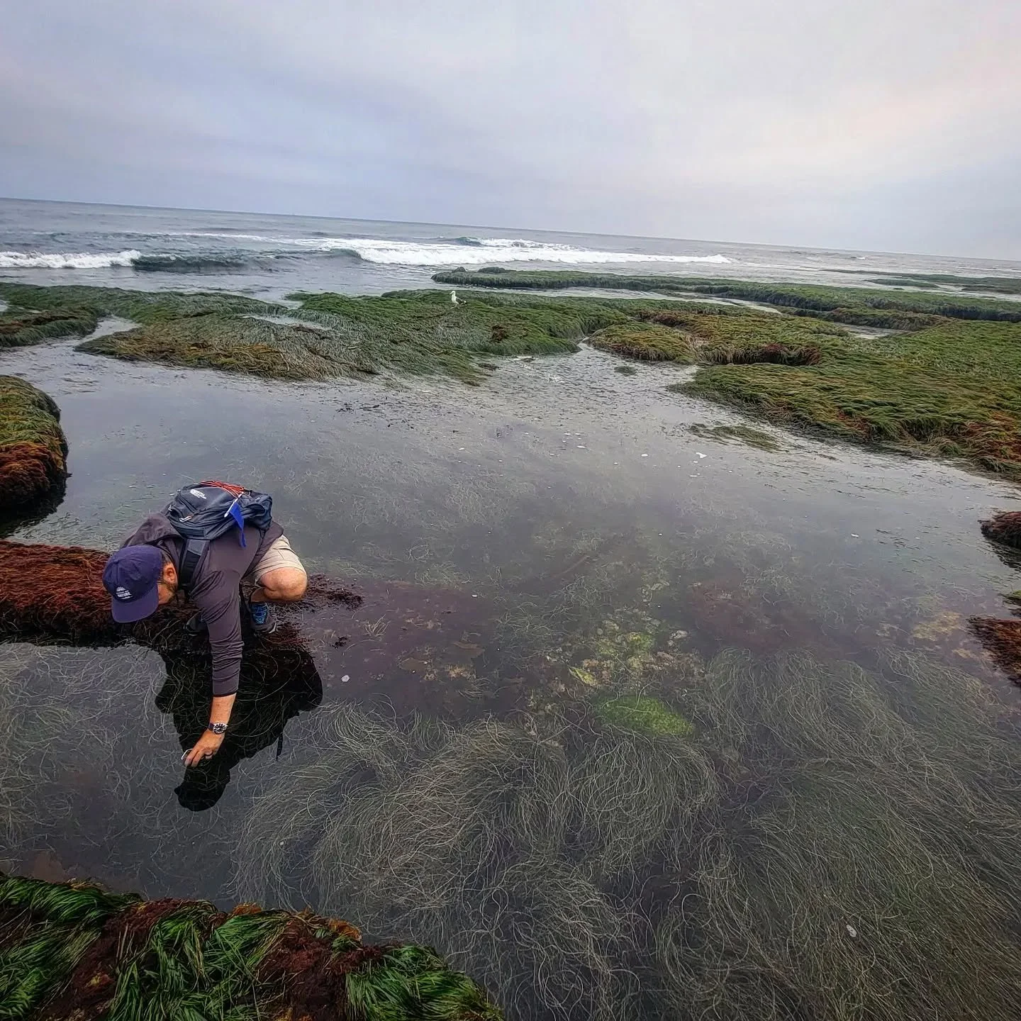 Providing pictures and video clips of our findings is what makes our trips special, but it's cool seeing the tide pools from our guests' perspectives! Both this guest picture and our video of a spiny lobster were taken at the same time on the same da