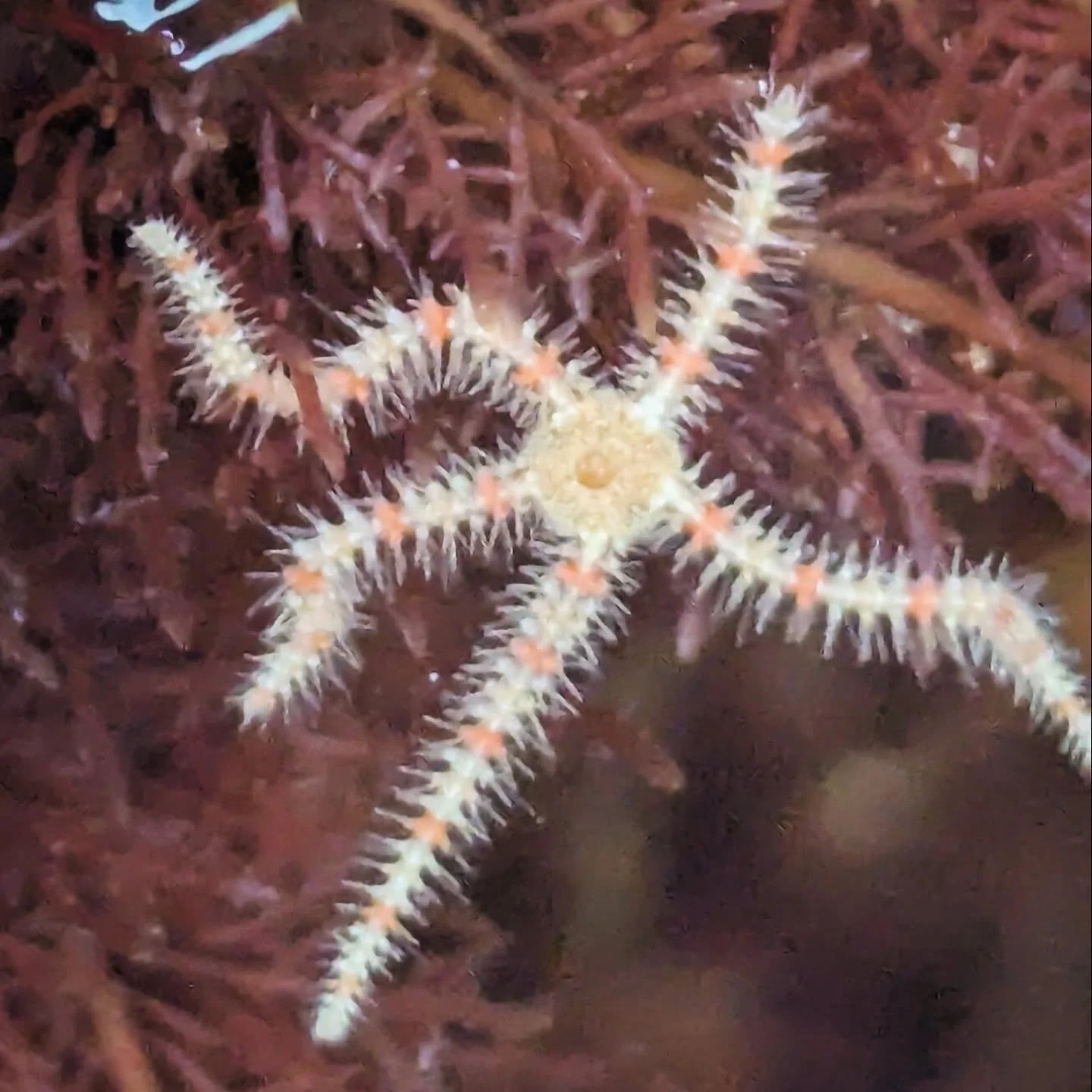 This brittle star is tiny, about the size of your pinky fingernail! This cool critter, along with lots of other invertebrates, can be found in tide pools all across San Diego's coast. Having trouble finding these on your own? We know a guy 😉
.
.
.
#