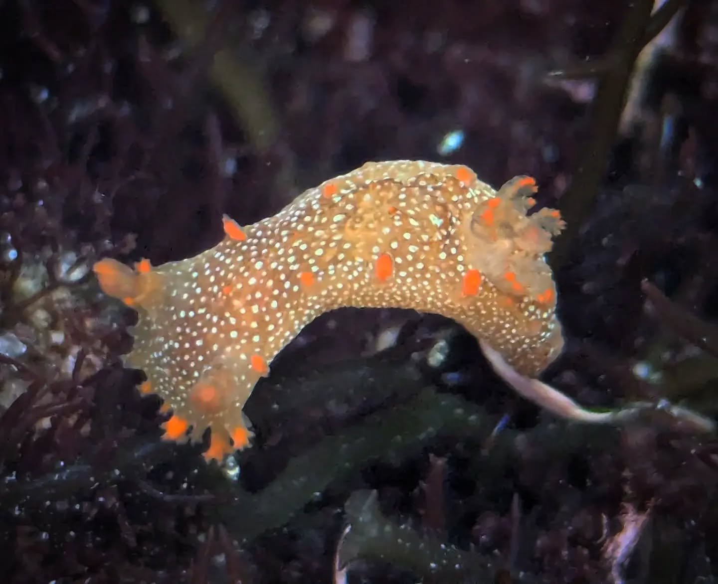 🌊October in San Diego means more tide pooling! With lots of afternoons and evenings experiencing low tide, this is the perfect month to explore and learn more about these amazing ecosystems! Sign up today to find amazing creatures, like this pumpkin
