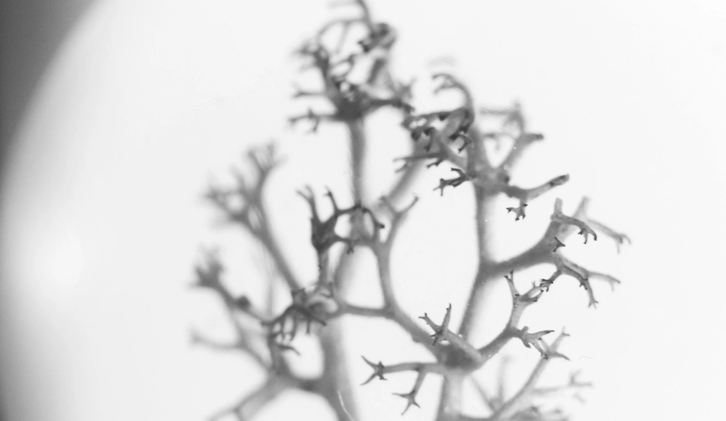 reverie_2b_bw_1024x593.jpg