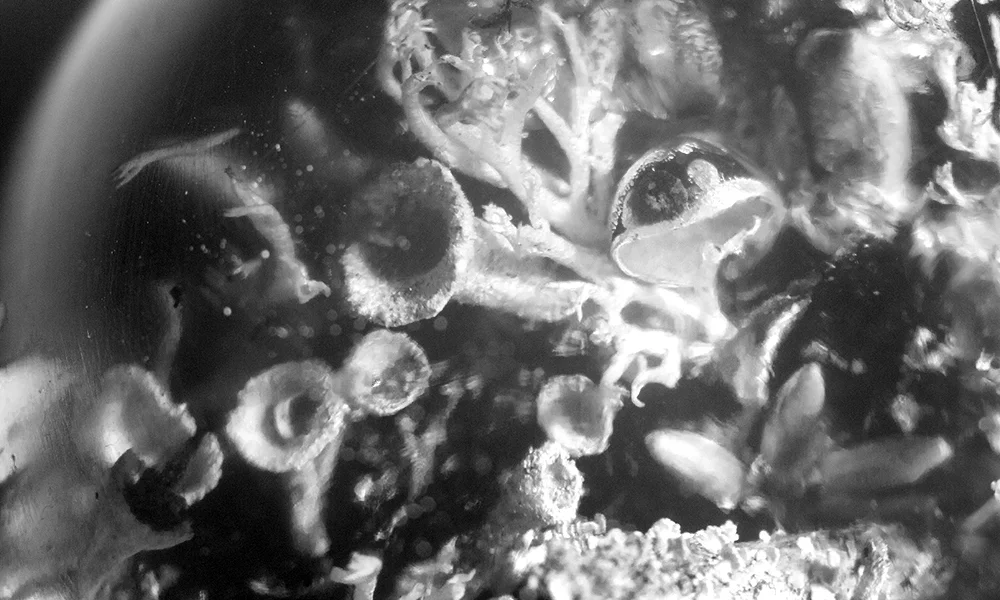 DSC_0237_bw.jpg