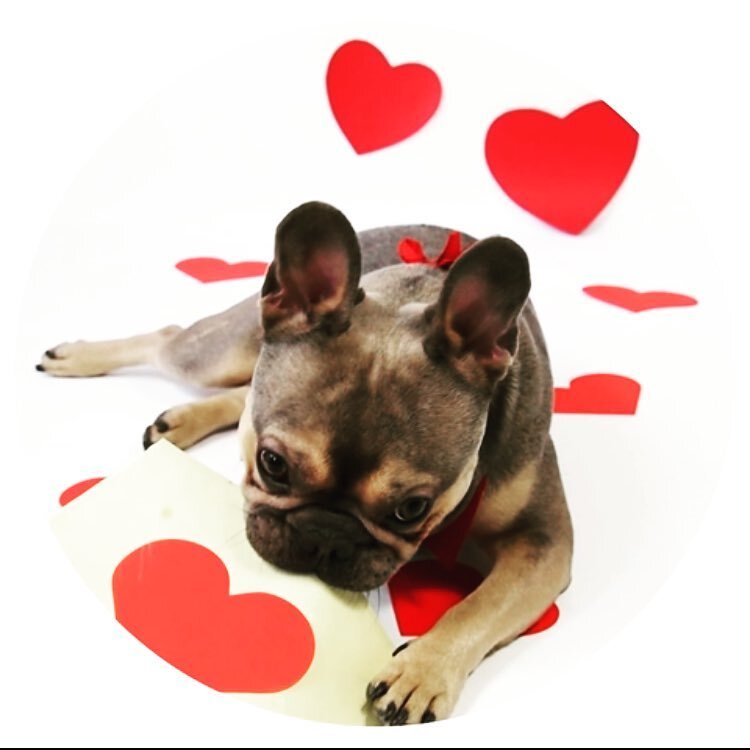 😍 #happyvalentinesday #albertthefrenchie #doglove #ellegermany #ends&uuml;belleproductions 📸