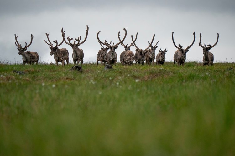 A favorite moment from our time with the herd. I was laying still in the marshy grass when this group approached, with visible curiosity.